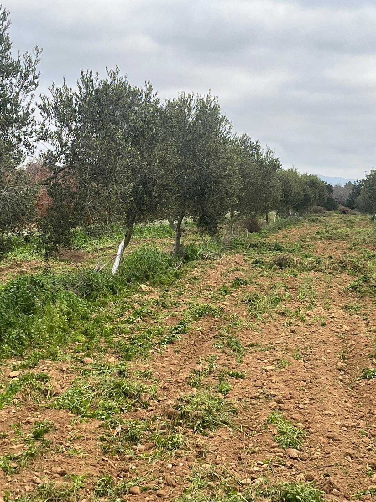 Suelo en venta, Puigpelat