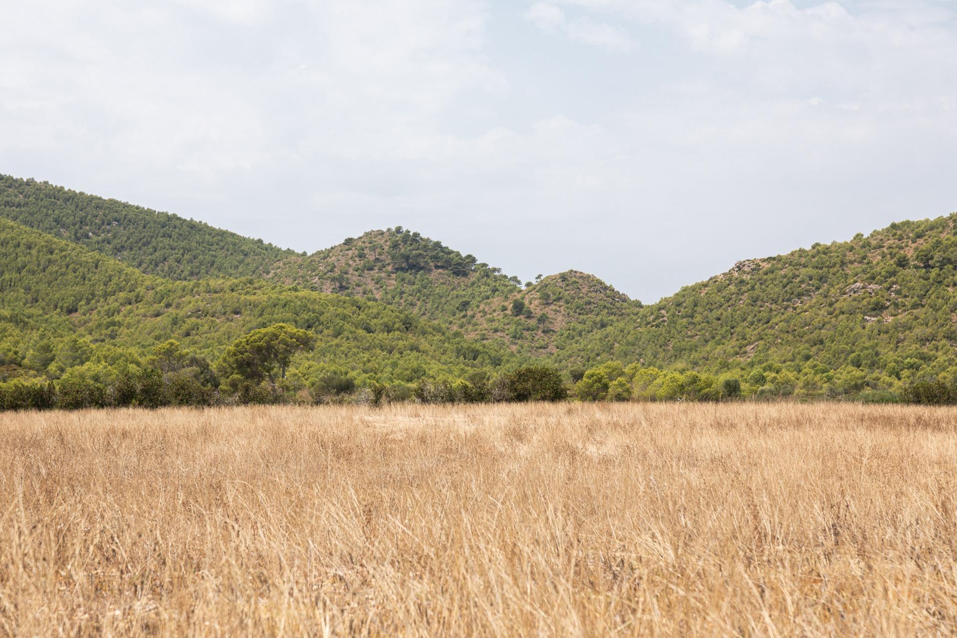 Casas o chalets-Venta-Manacor-1748239-Foto-40