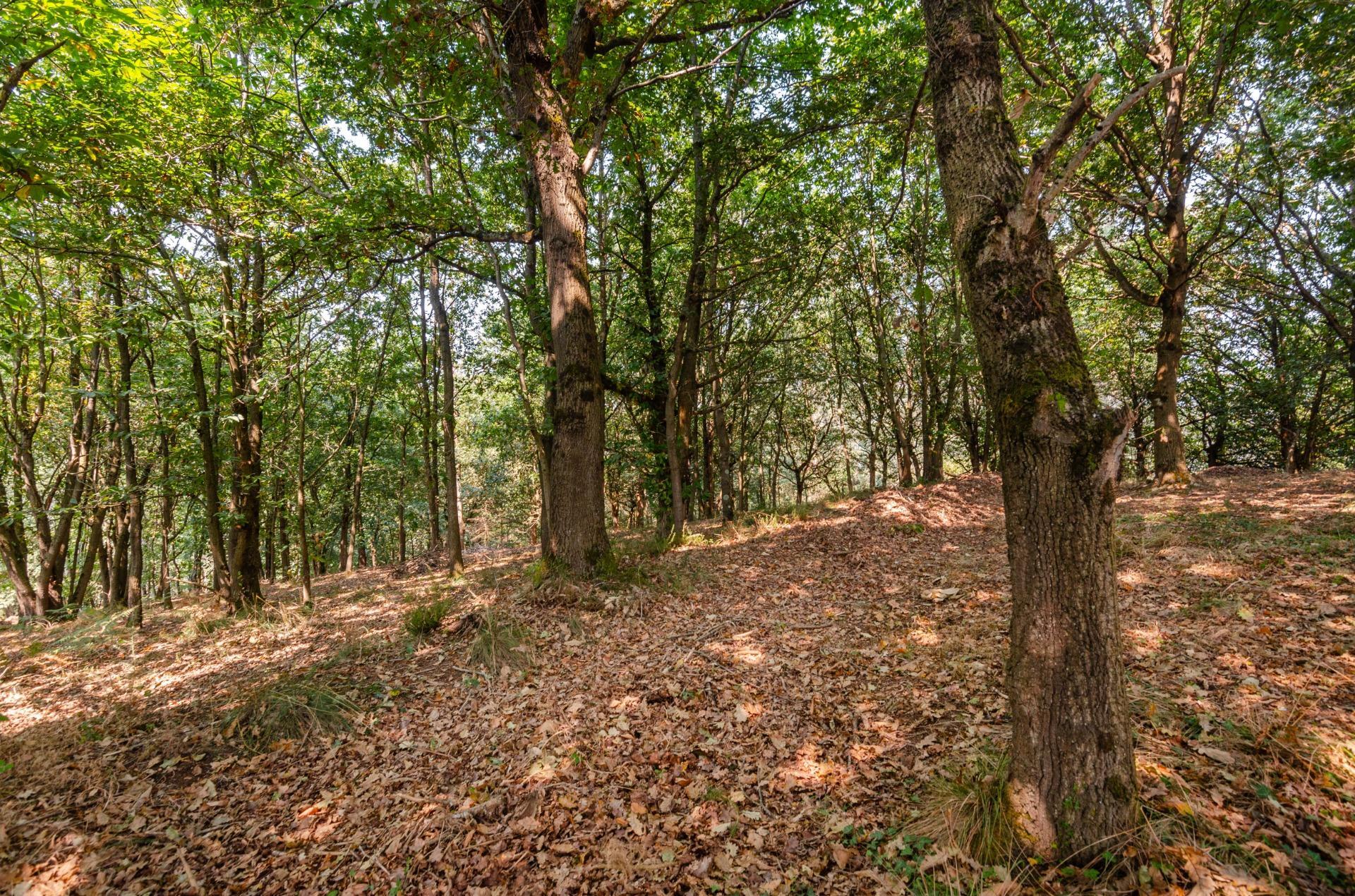 Fincas y solares-Venta-Las Regueras-1838063-Foto-11