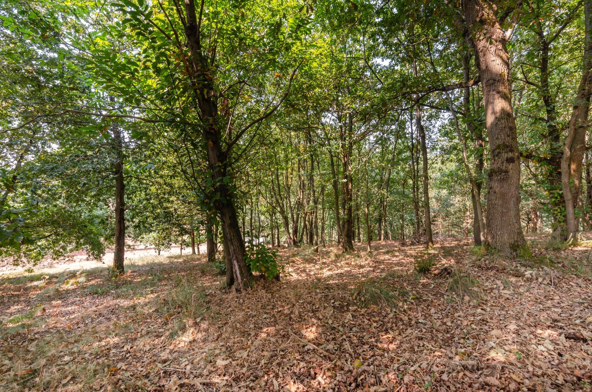 Fincas y solares-Venta-Las Regueras-1838063-Foto-7