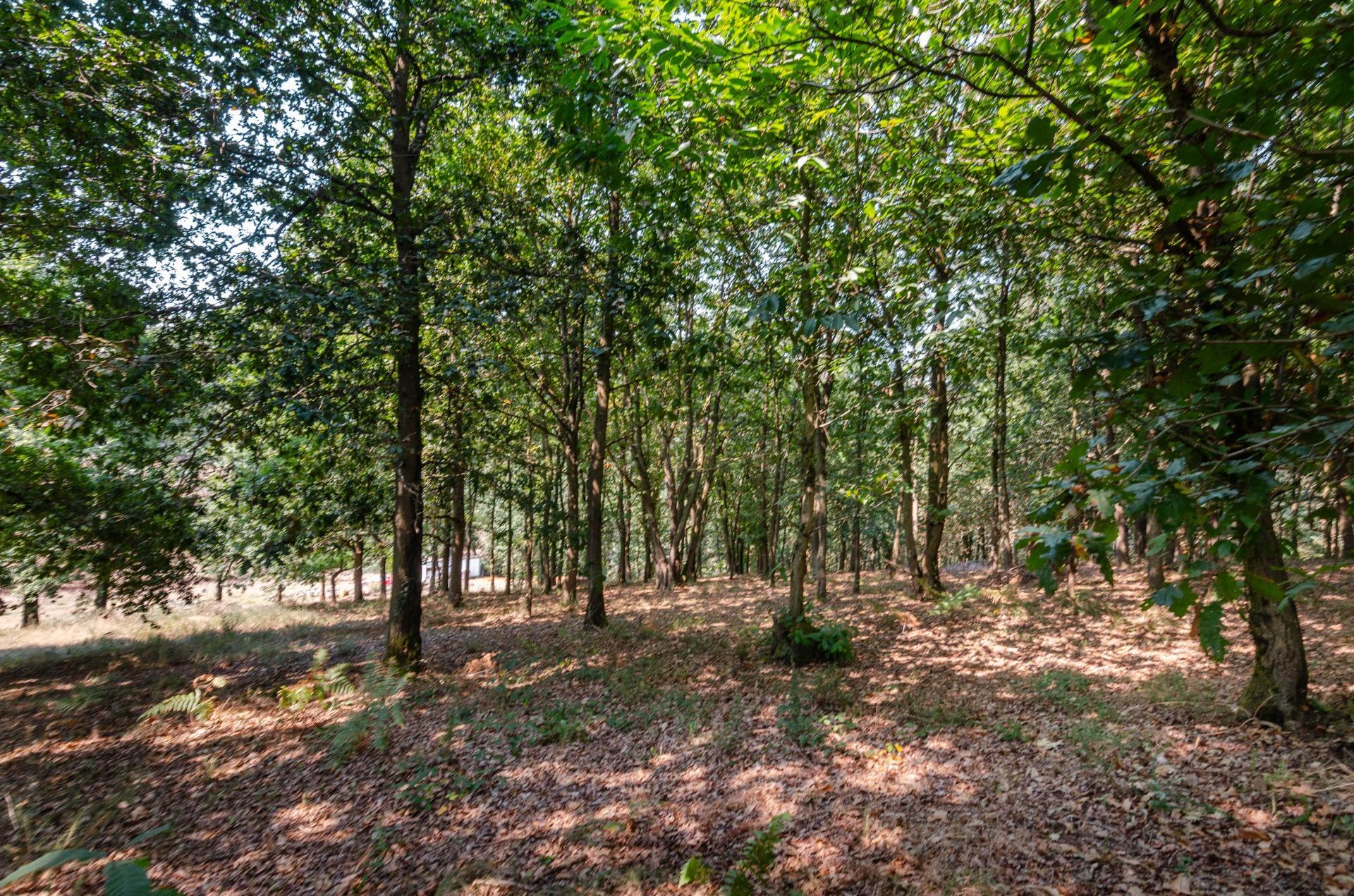 Fincas y solares-Venta-Las Regueras-1838063-Foto-16