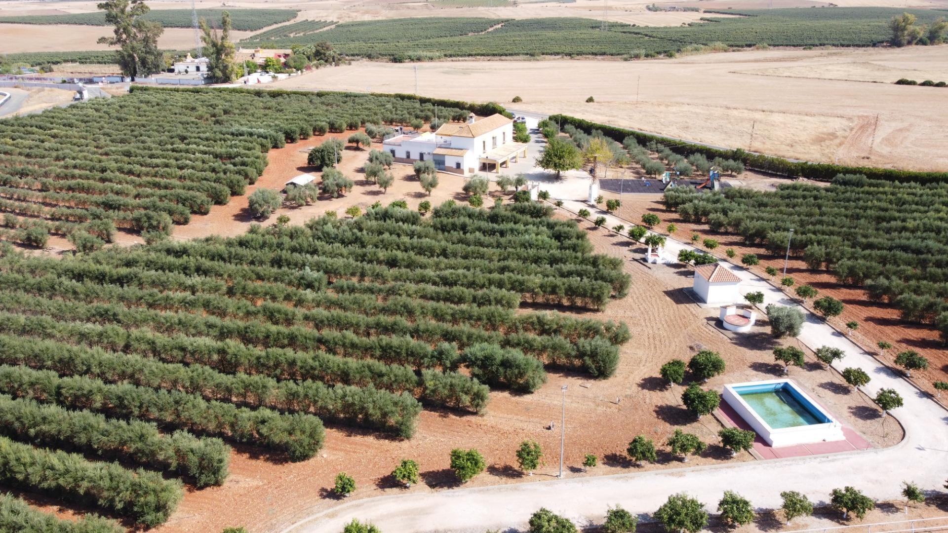 Pisos-Venta-Carmona-1976163-Foto-48