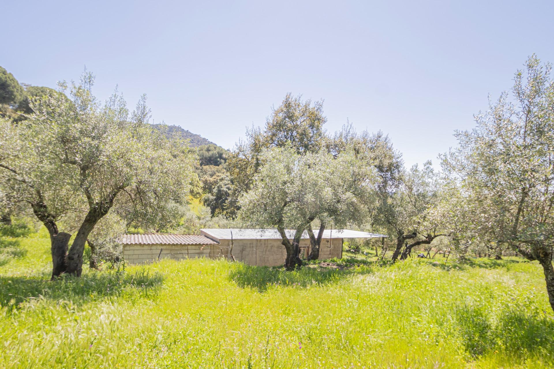 Fincas y solares-Venta-El Pedroso-1724744-Foto-38