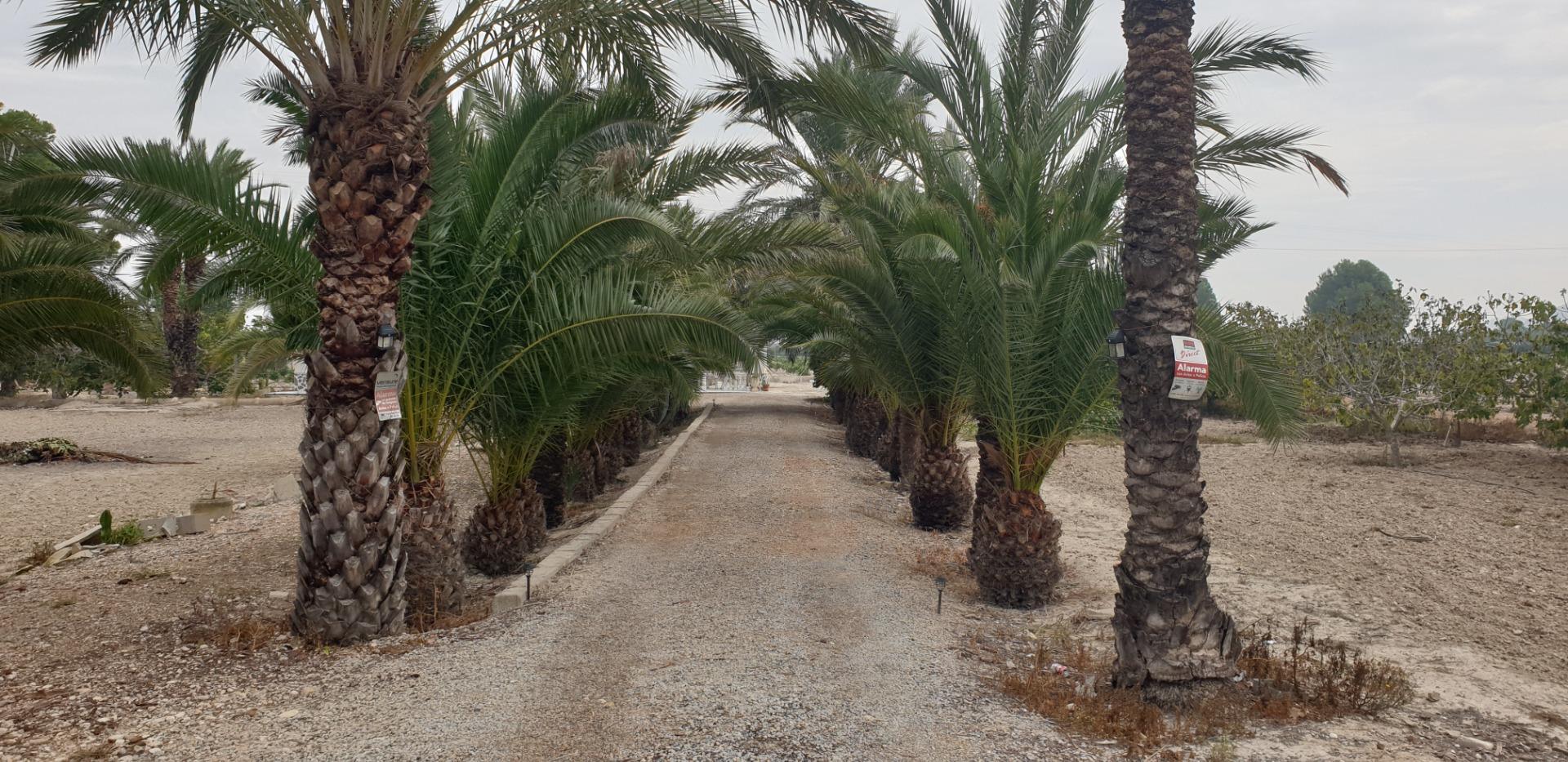 Pisos-Venta-Granja de Rocamora-1088119-Foto-5