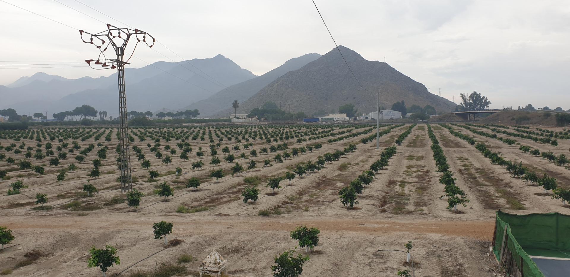 Pisos-Venta-Granja de Rocamora-1088119-Foto-9