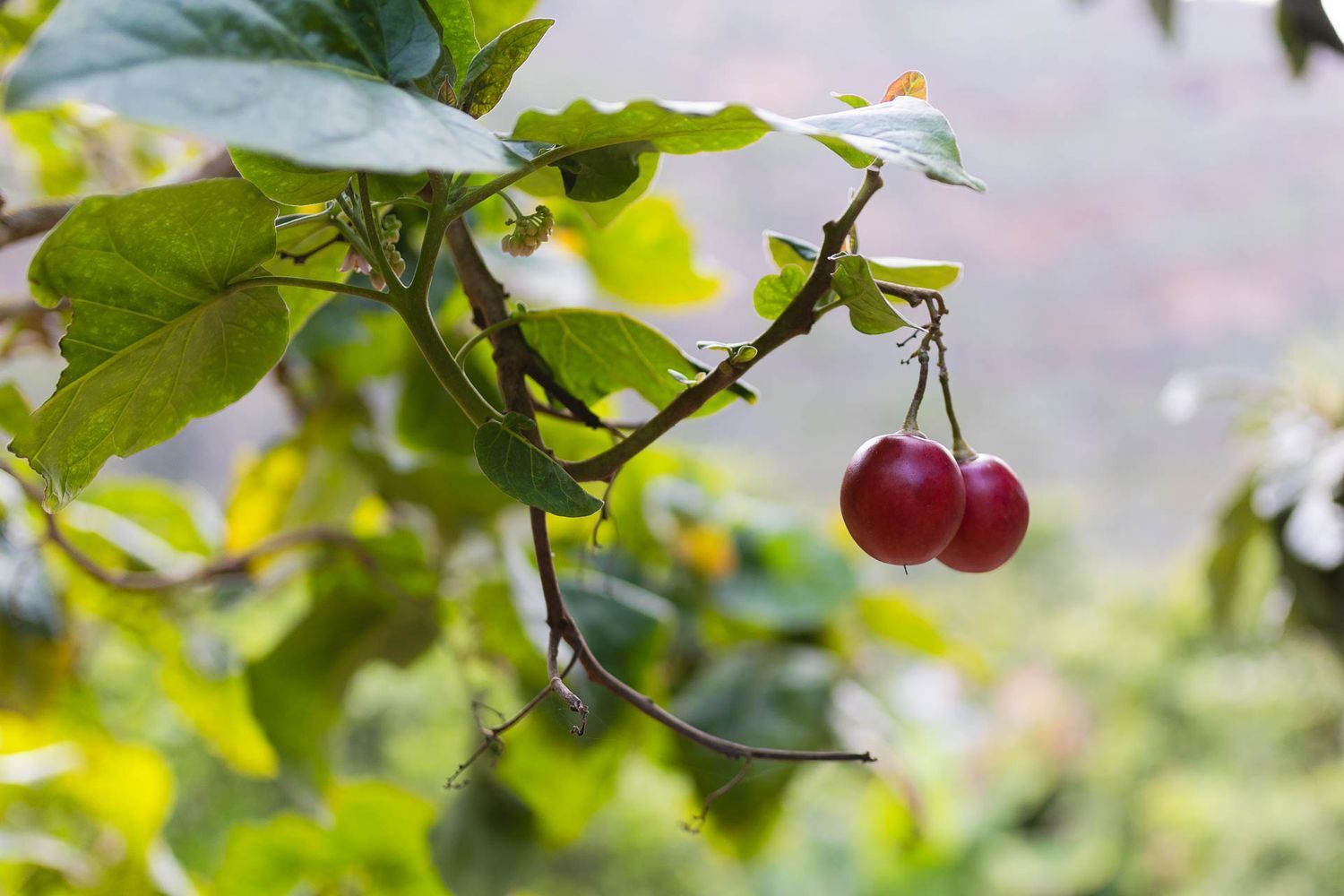 Casas o chalets-Venta-Firgas-1103202-Foto-10