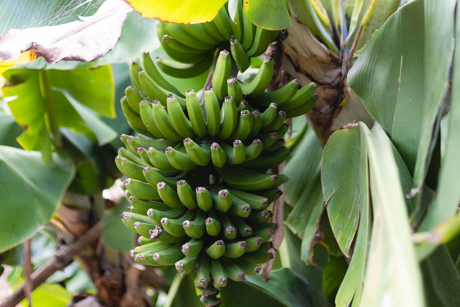 Casas o chalets-Venta-Firgas-1103202-Foto-9