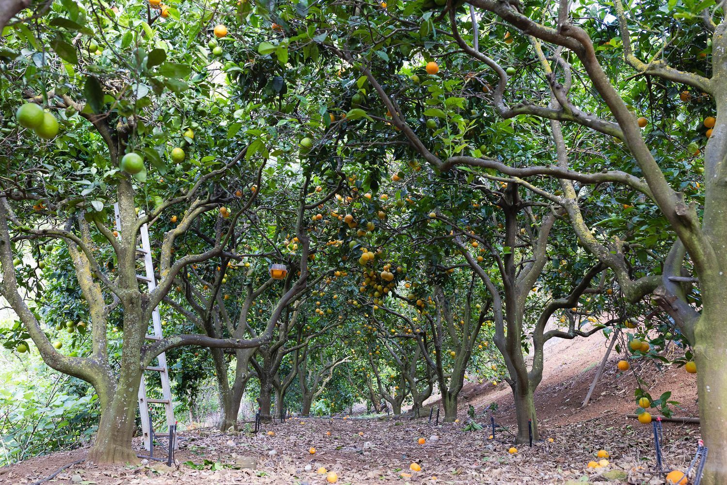 Casas o chalets-Venta-Firgas-1103202-Foto-11