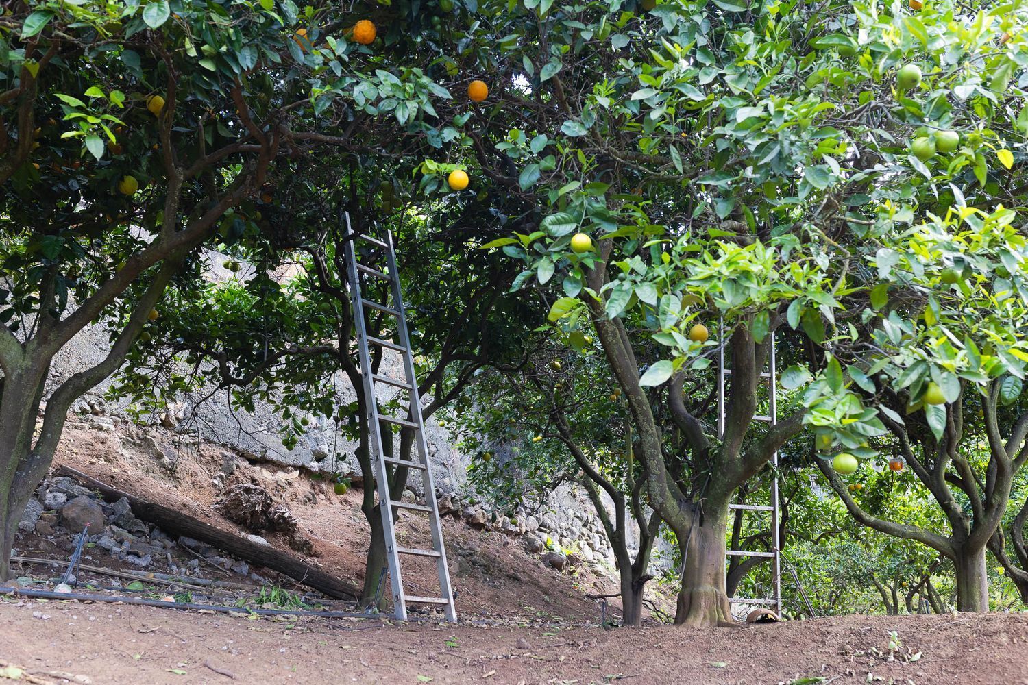 Casas o chalets-Venta-Firgas-1103202-Foto-29