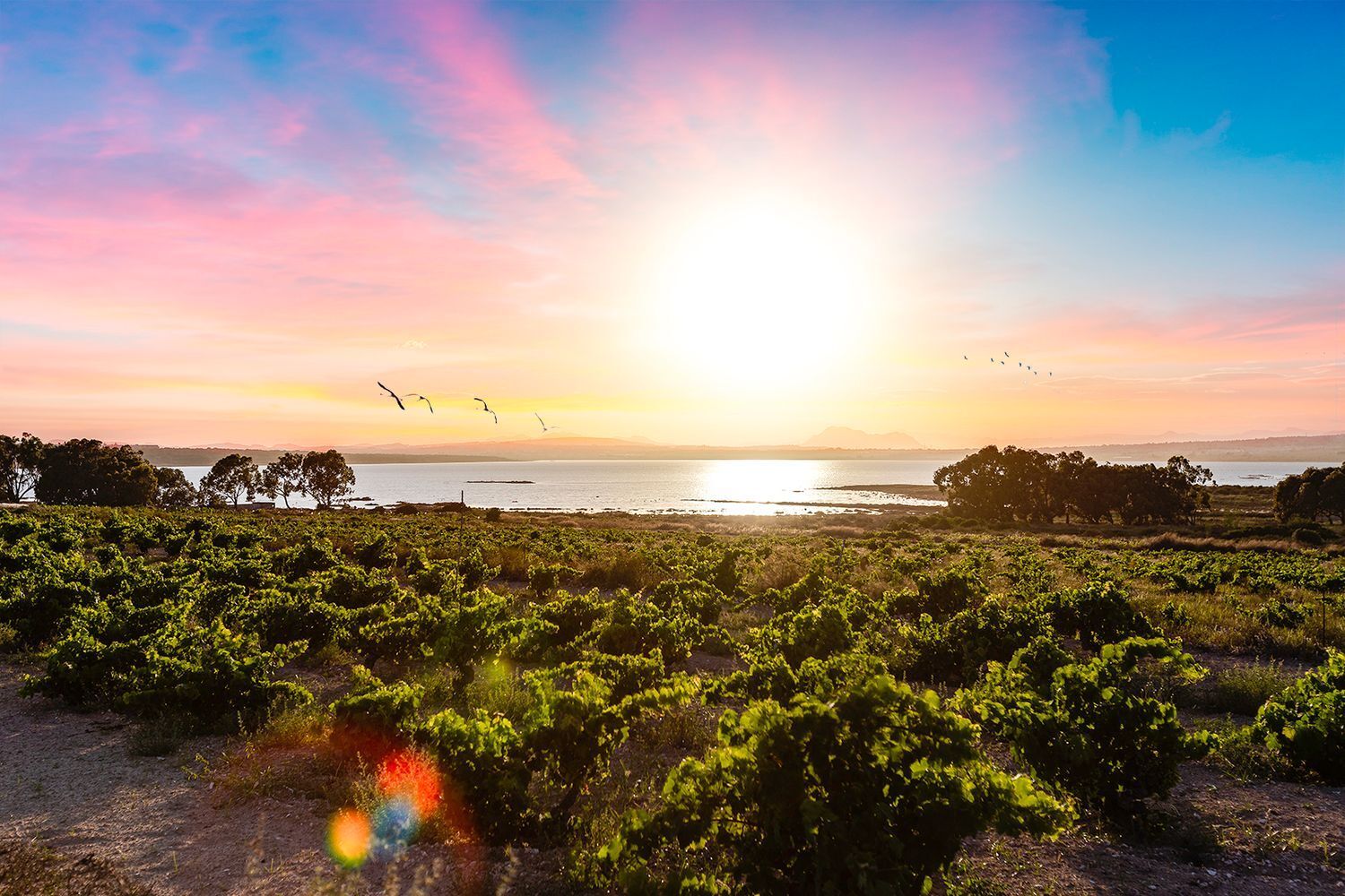 Casas o chalets-Venta-Torrevieja-1835935-Foto-61