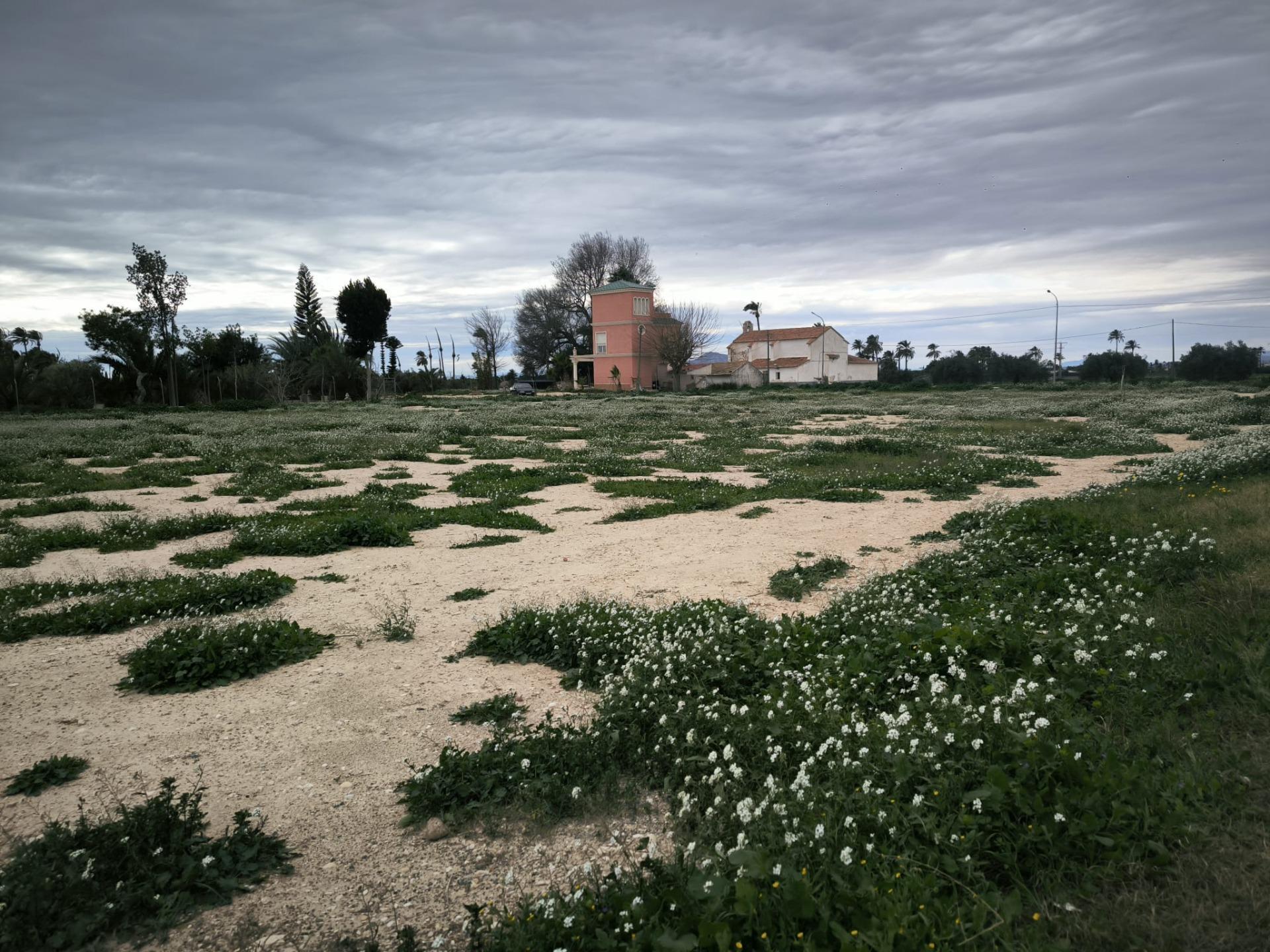 Fincas y solares-Venta-Elche-2089309-Foto-3