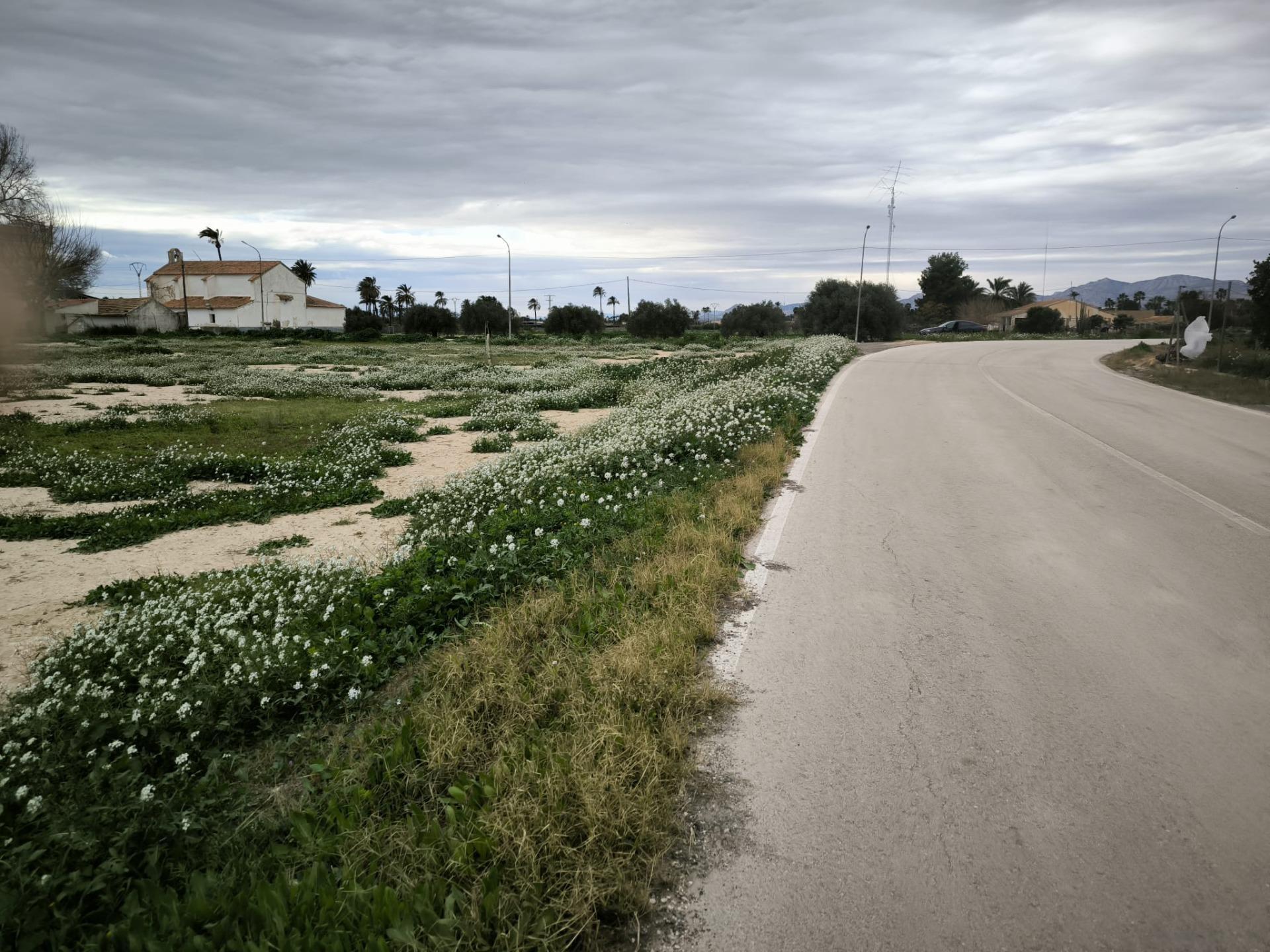 Fincas y solares-Venta-Elche-2089309-Foto-2