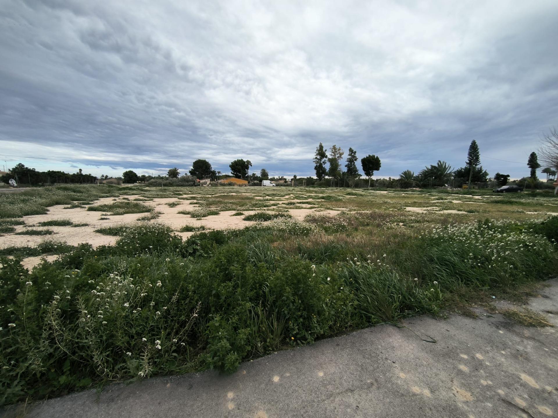 Fincas y solares-Venta-Elche-2089309-Foto-11