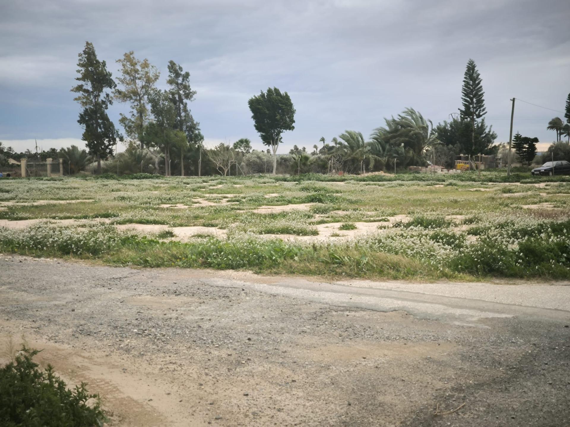 Fincas y solares-Venta-Elche-2089309-Foto-14