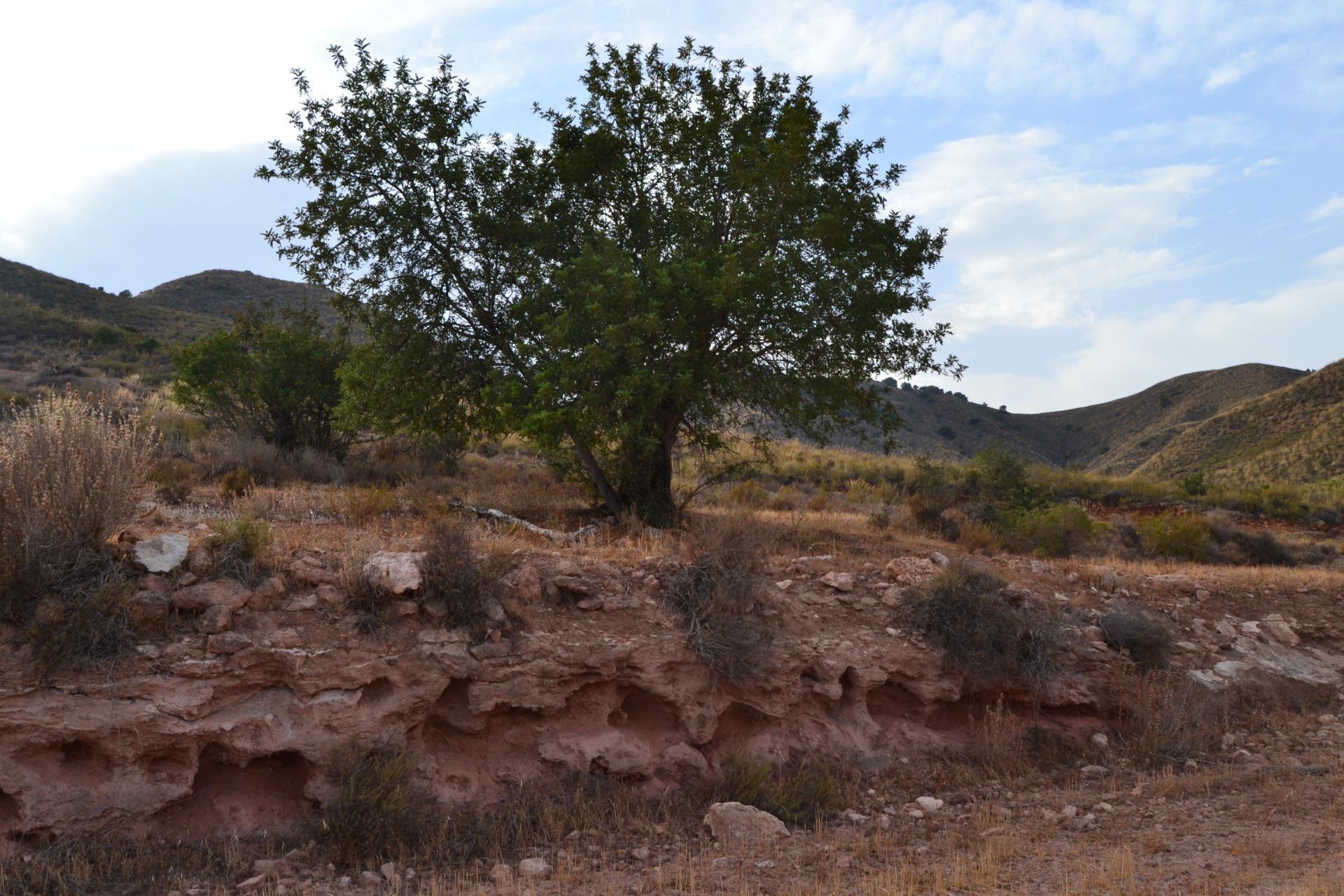 Fincas y solares-Venta-Lorca-1884319-Foto-12