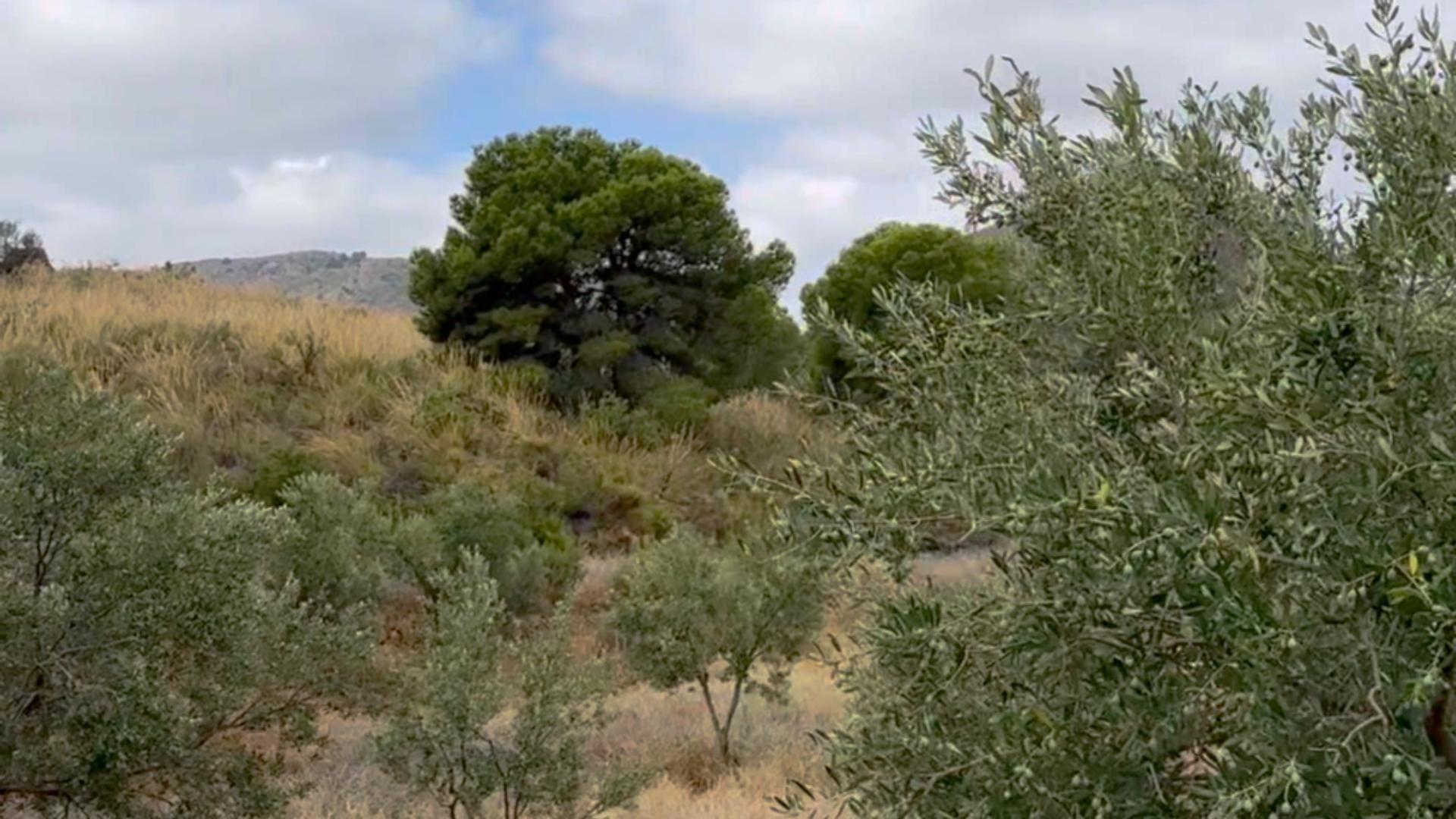 Fincas y solares-Venta-Lorca-1884319-Foto-20