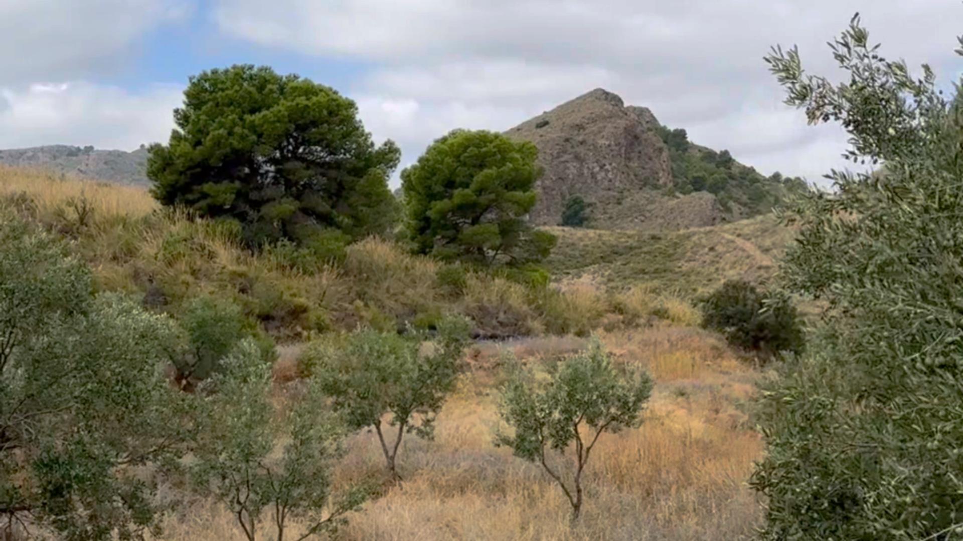 Fincas y solares-Venta-Lorca-1884319-Foto-21