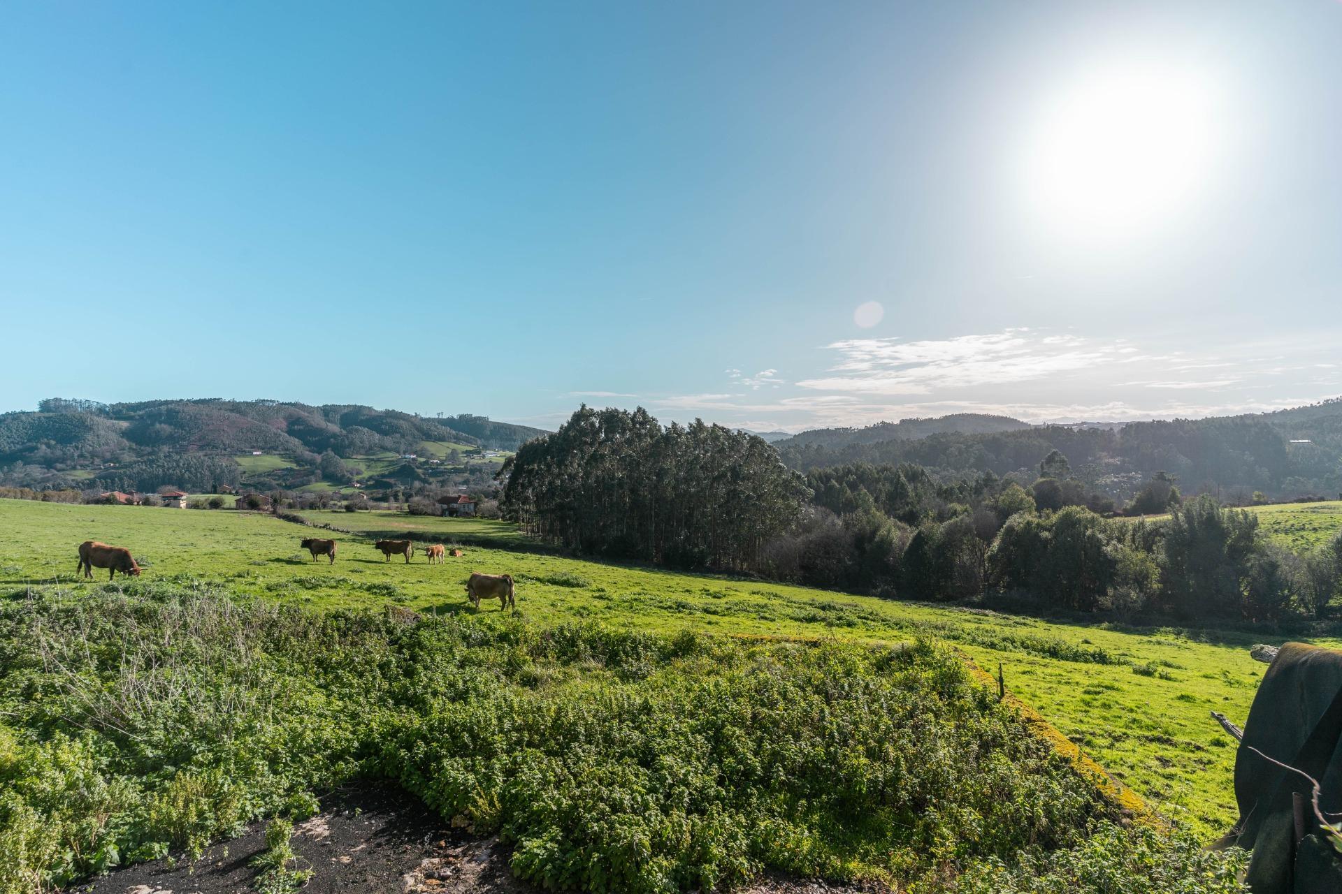 Casas o chalets-Venta-CarreÃ±o-2064107-Foto-86