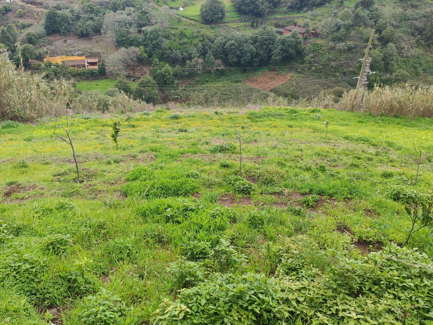 Pisos-Venta-Santa MarÃ­a de GuÃ­a de Gran Canaria-2091275-Foto-38