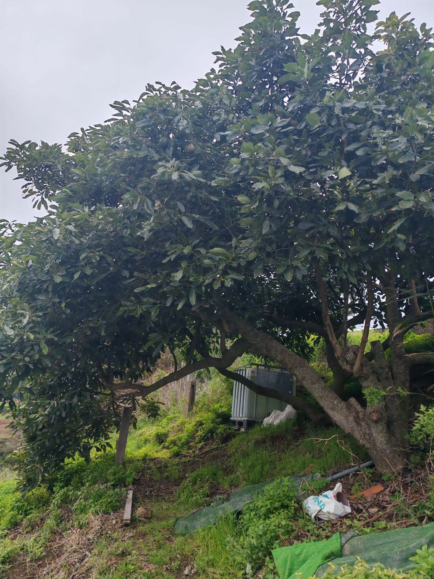 Pisos-Venta-Santa MarÃ­a de GuÃ­a de Gran Canaria-2091275-Foto-37