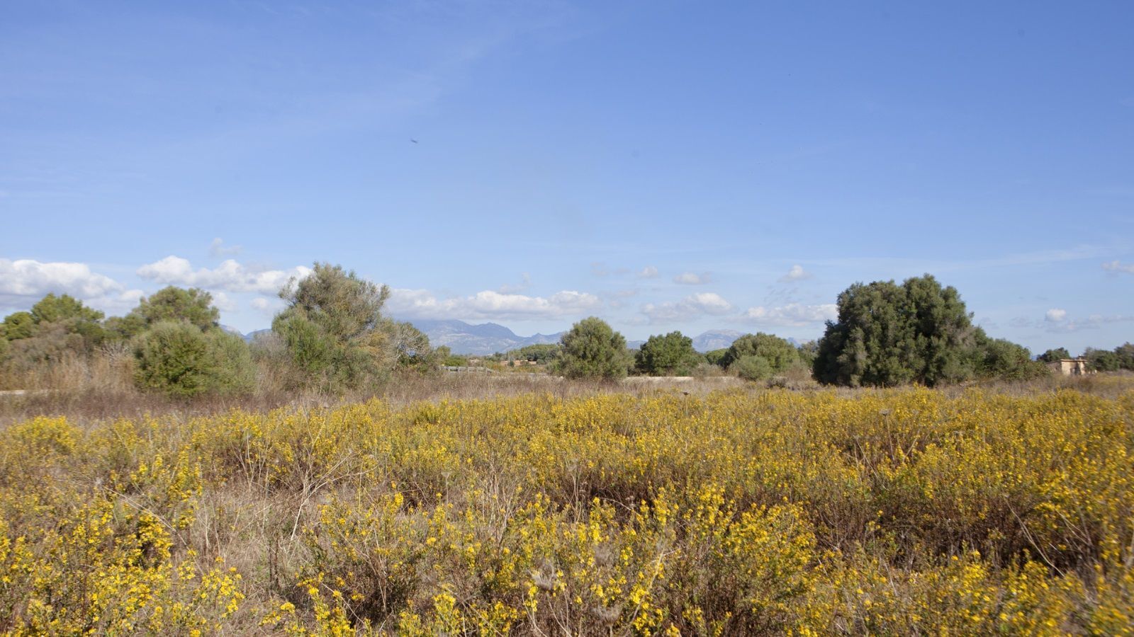 Fincas y solares-Venta-Sencelles-1866469-Foto-3