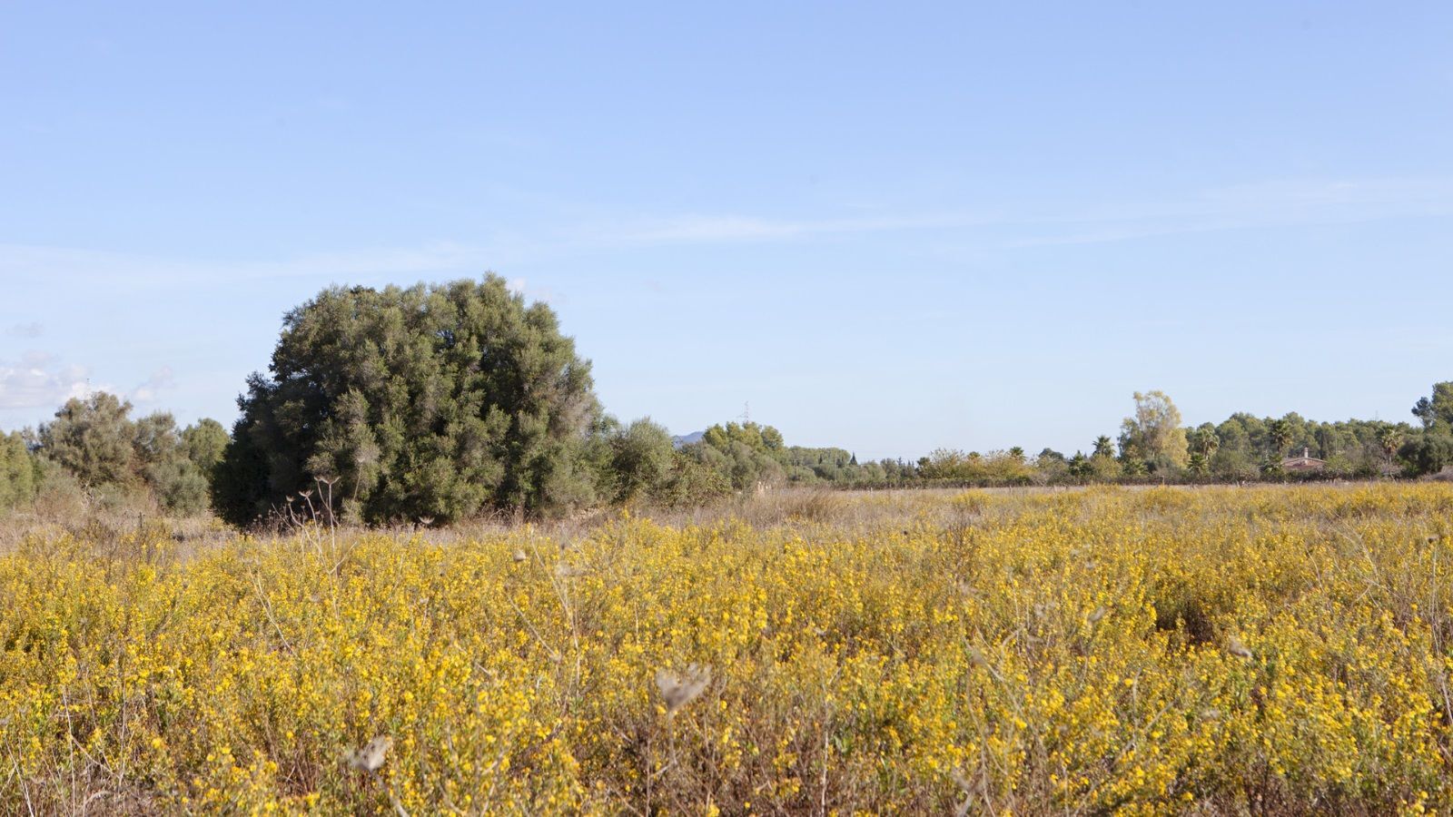 Fincas y solares-Venta-Sencelles-1866469-Foto-10