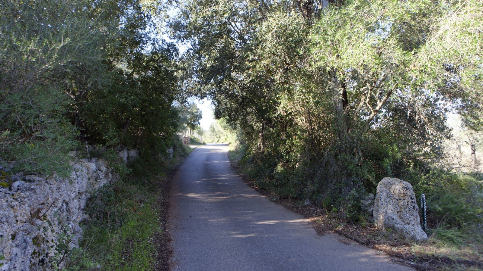 Fincas y solares-Venta-Sencelles-1866469-Foto-11