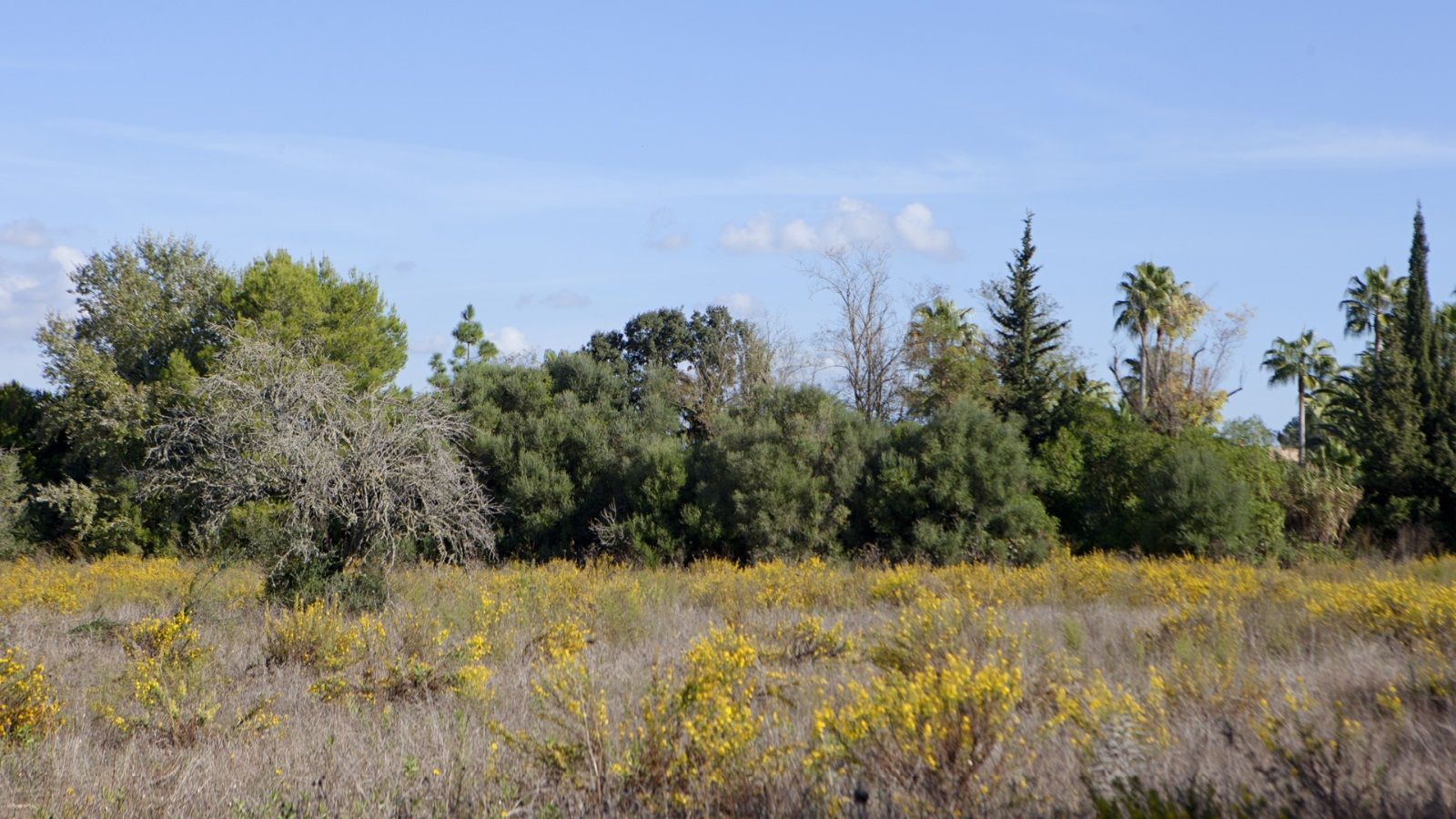 Fincas y solares-Venta-Sencelles-1866469-Foto-14