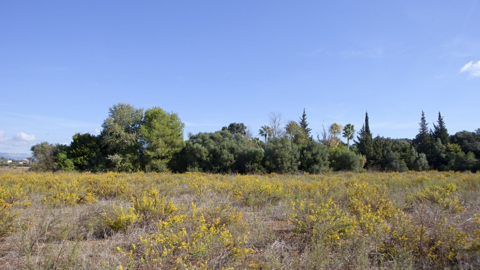 Fincas y solares-Venta-Sencelles-1866469-Foto-13