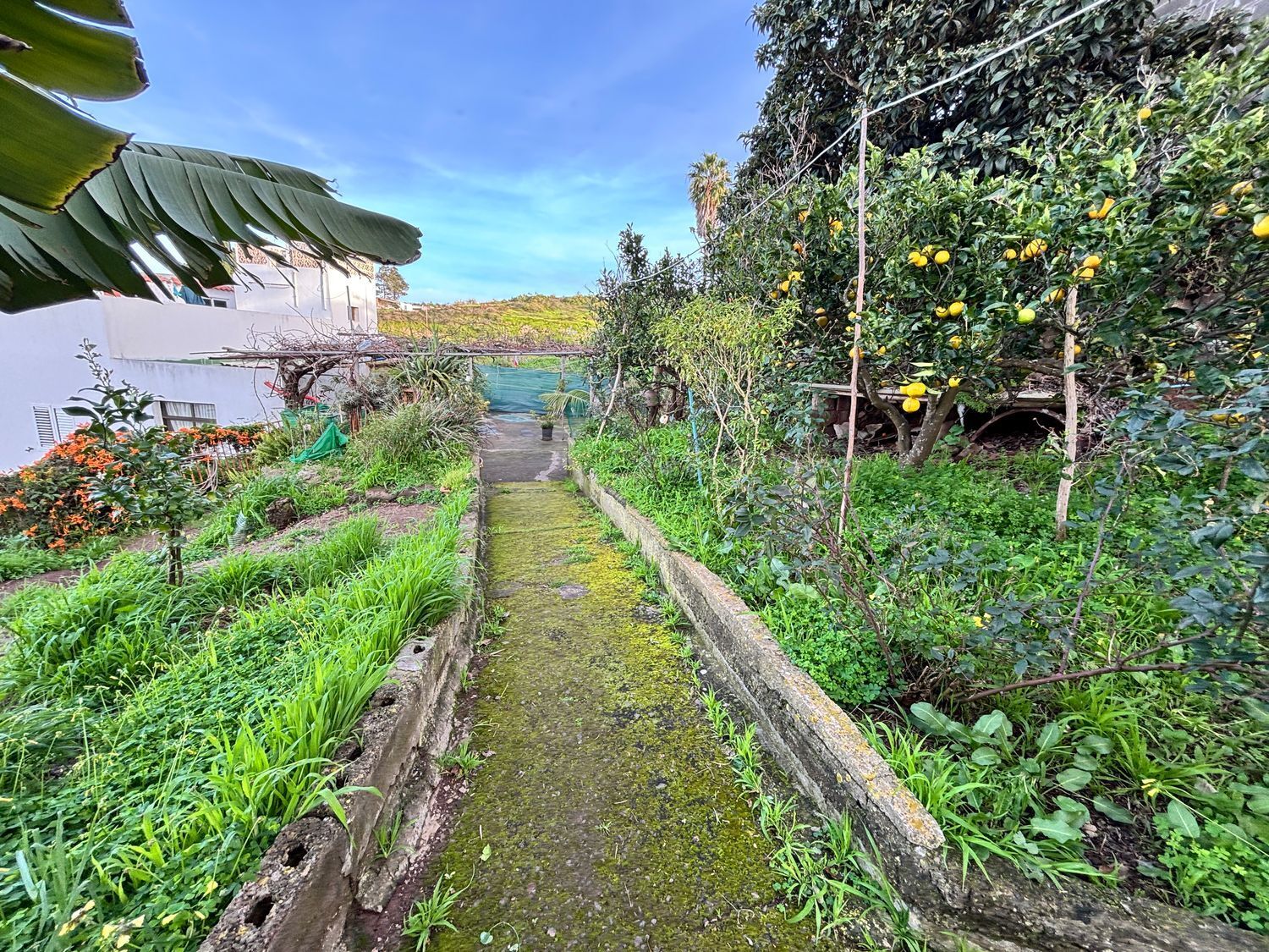 Casas o chalets-Venta-Firgas-1710404-Foto-6