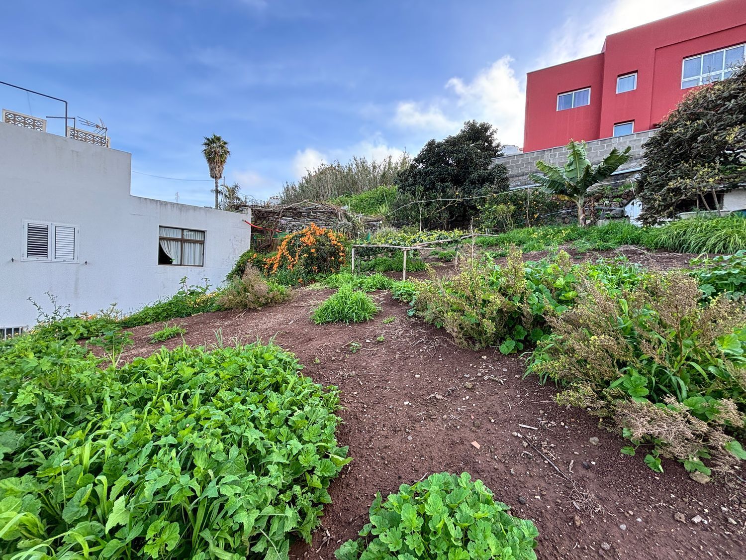 Casas o chalets-Venta-Firgas-1710404-Foto-5