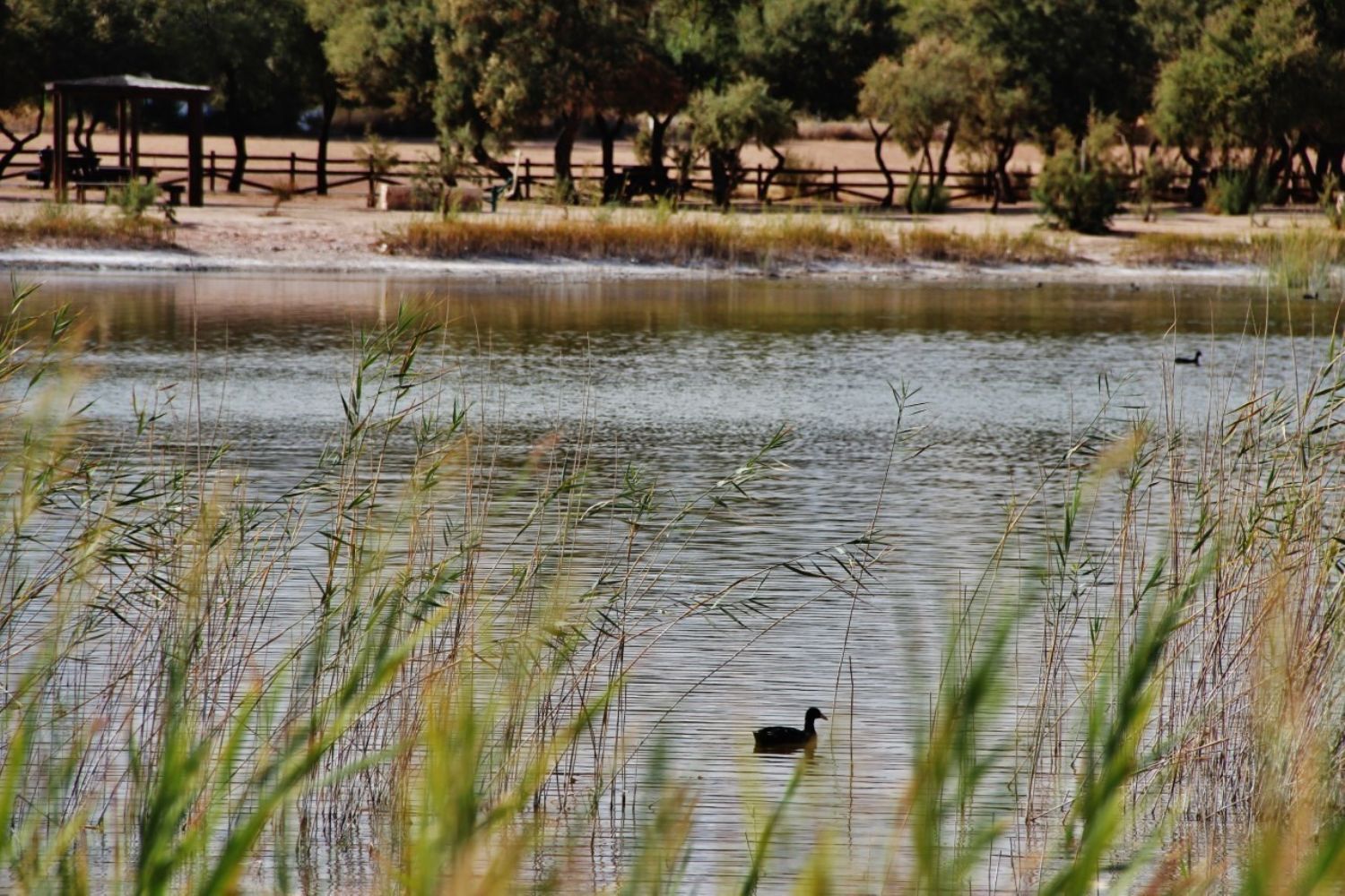 Pisos-Venta-Villafranca de los Caballeros-1021009-Foto-9