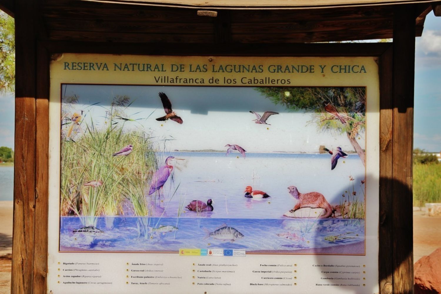 Pisos-Venta-Villafranca de los Caballeros-1021053-Foto-28