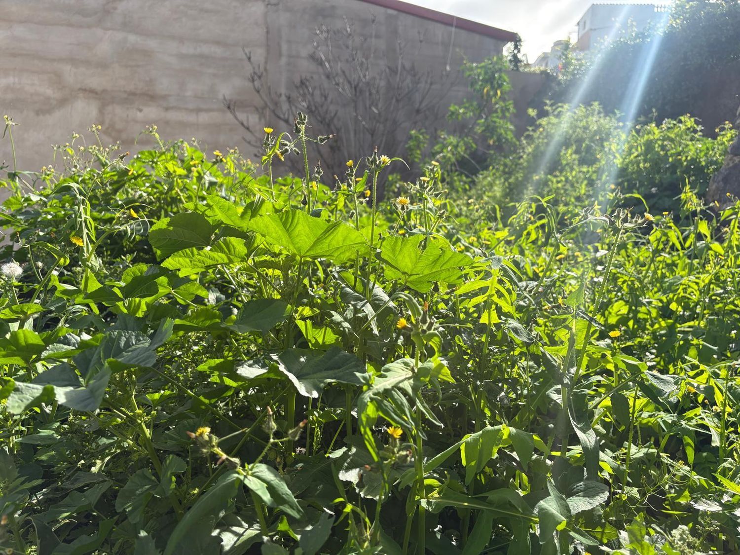 Casas o chalets-Venta-Arucas-2092355-Foto-4