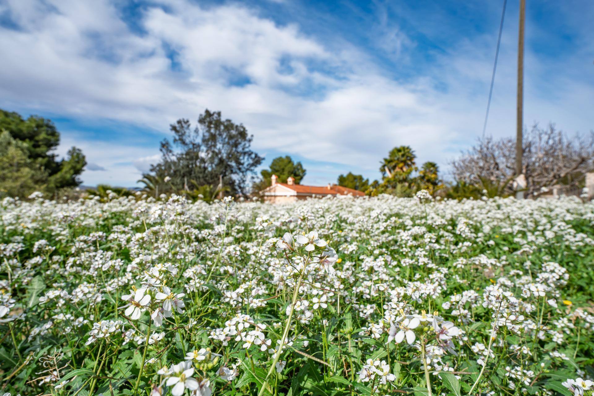 Casas o chalets-Venta-Novelda-2091884-Foto-30