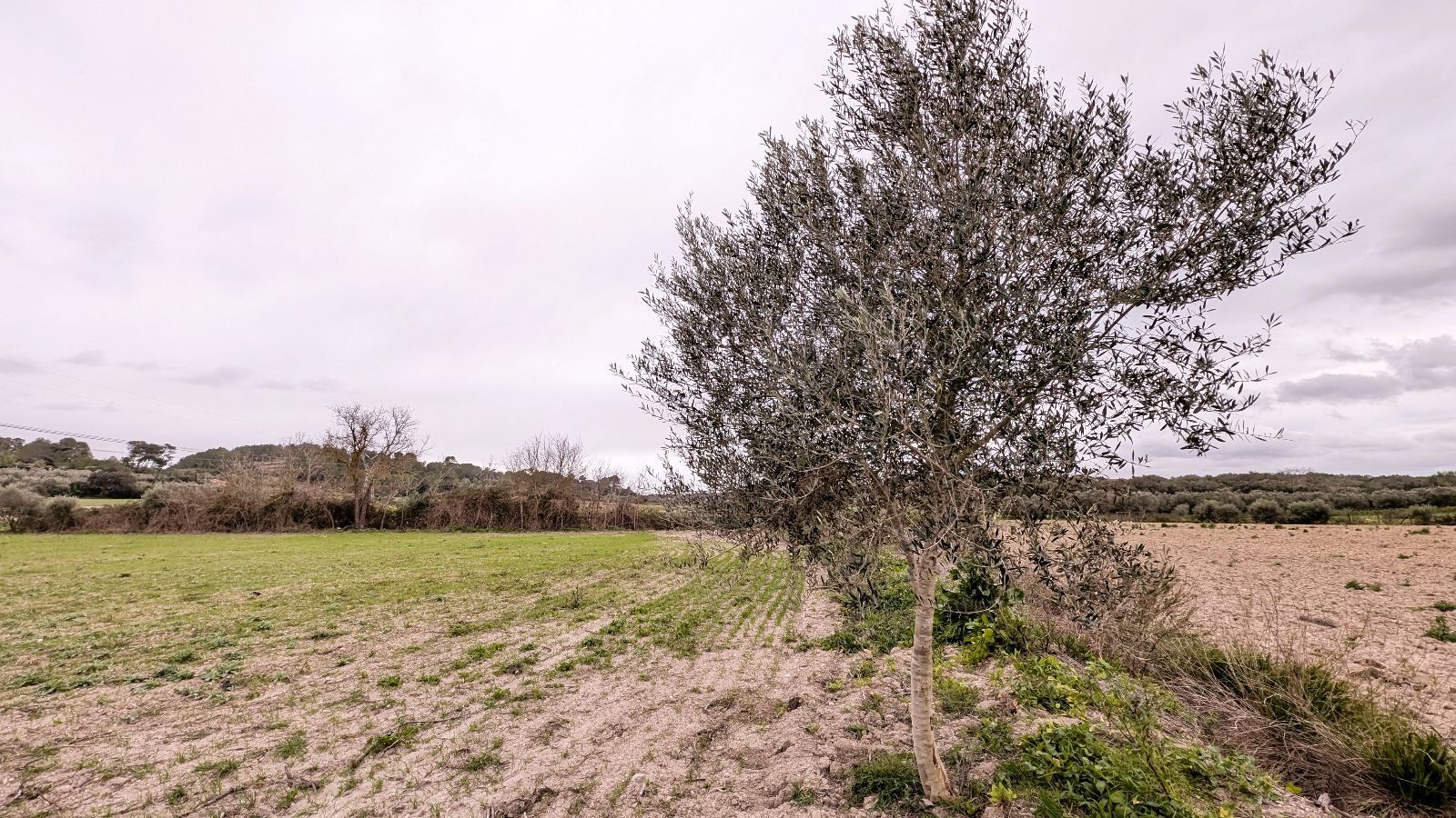 Fincas y solares-Venta-Muro de Alcoy-2092814-Foto-16
