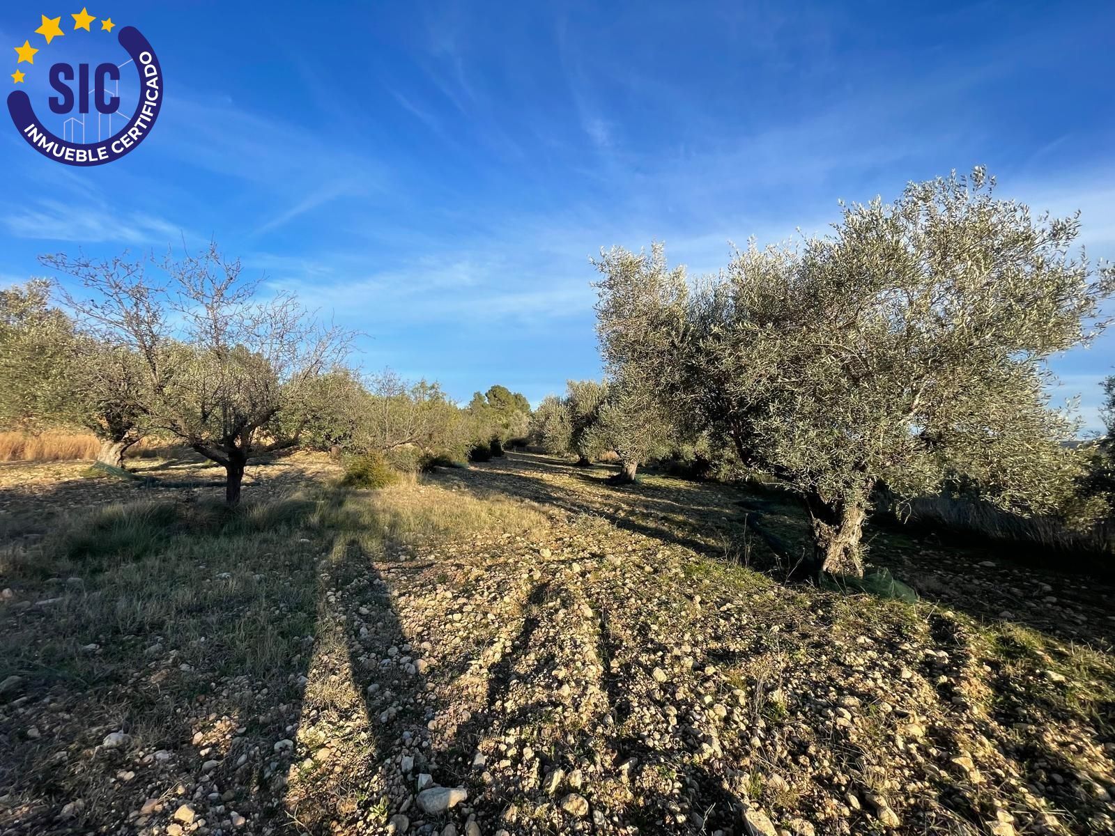 Fincas y solares-Venta-Macastre-2106591-Foto-8