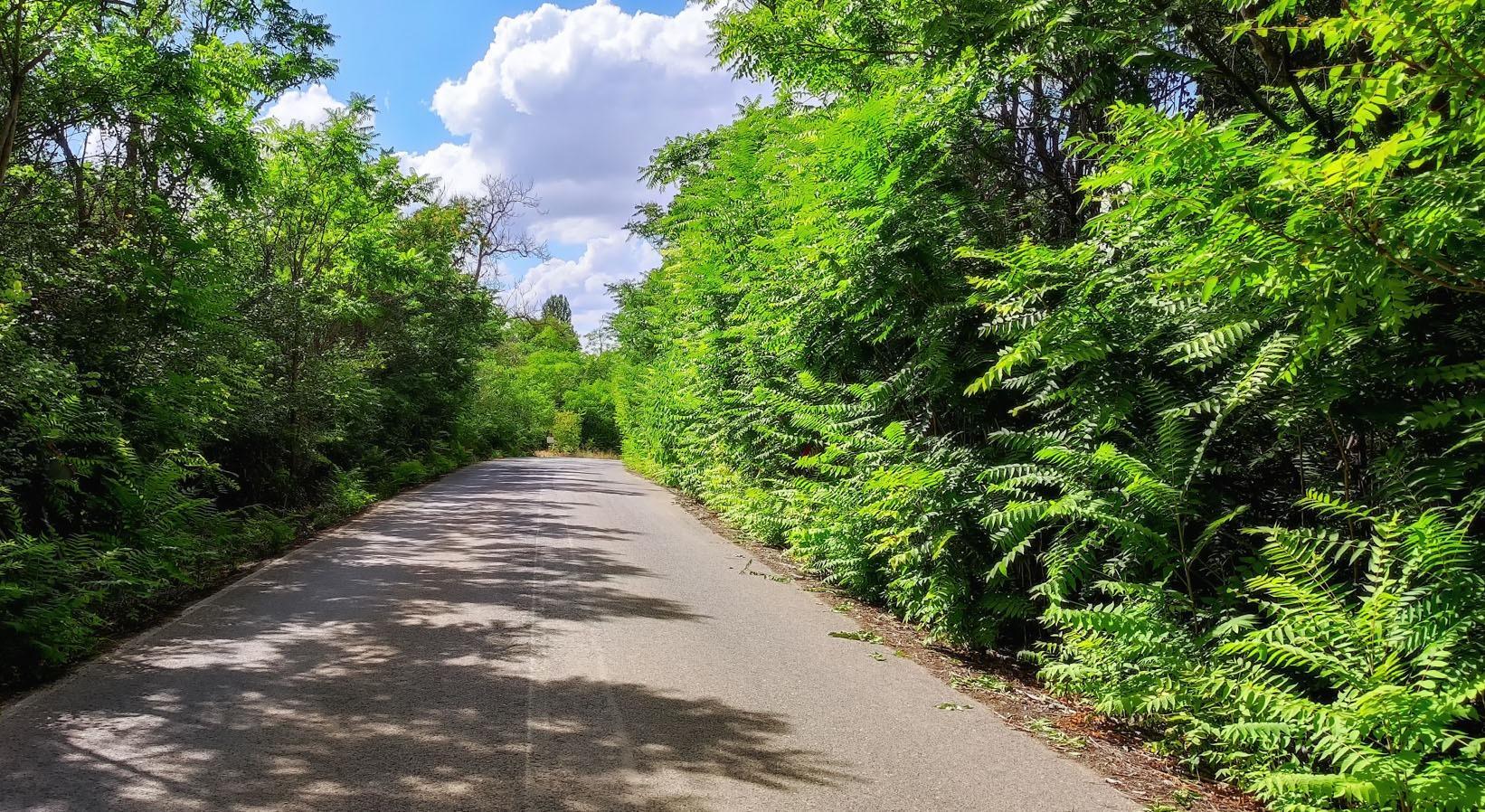 Pisos-Venta-El Bonillo-1724756-Foto-6