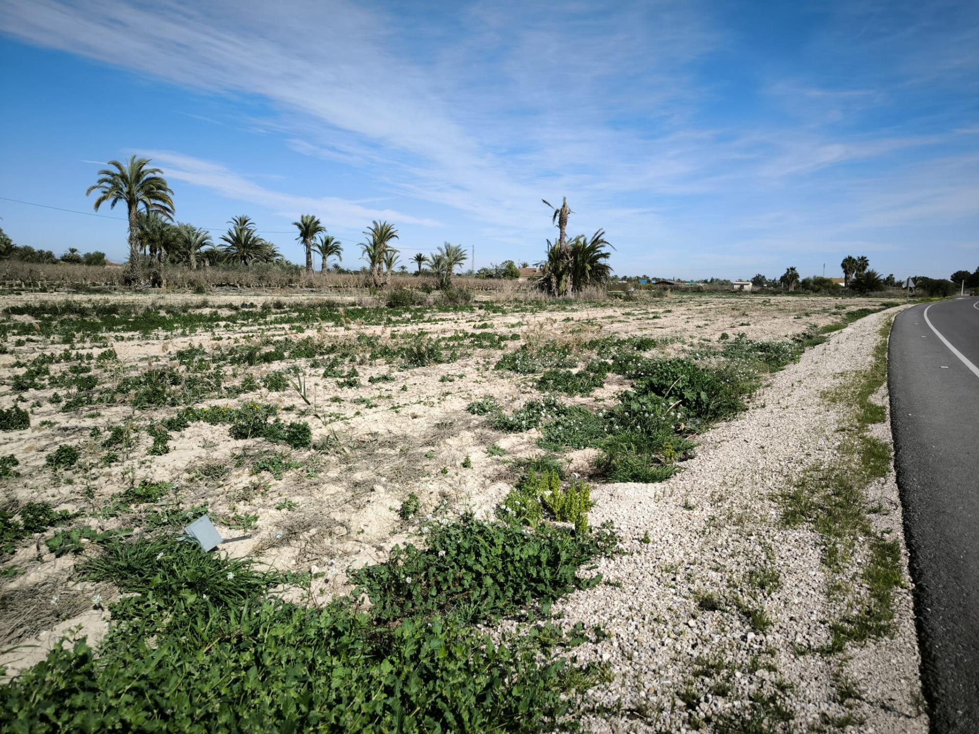 Fincas y solares-Venta-Elche-2107673-Foto-7