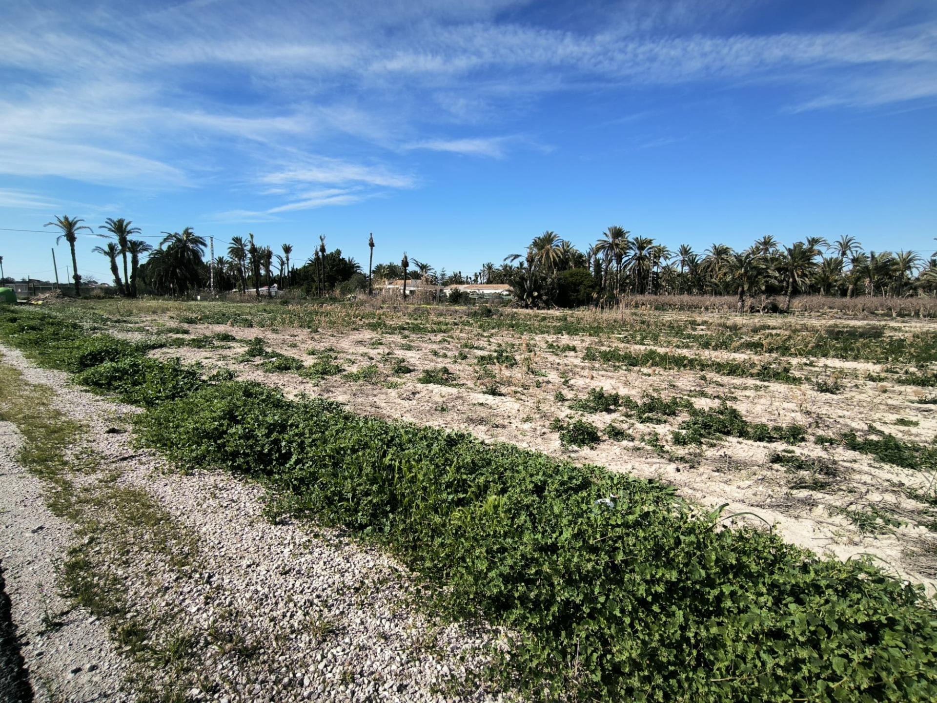 Fincas y solares-Venta-Elche-2107673-Foto-6