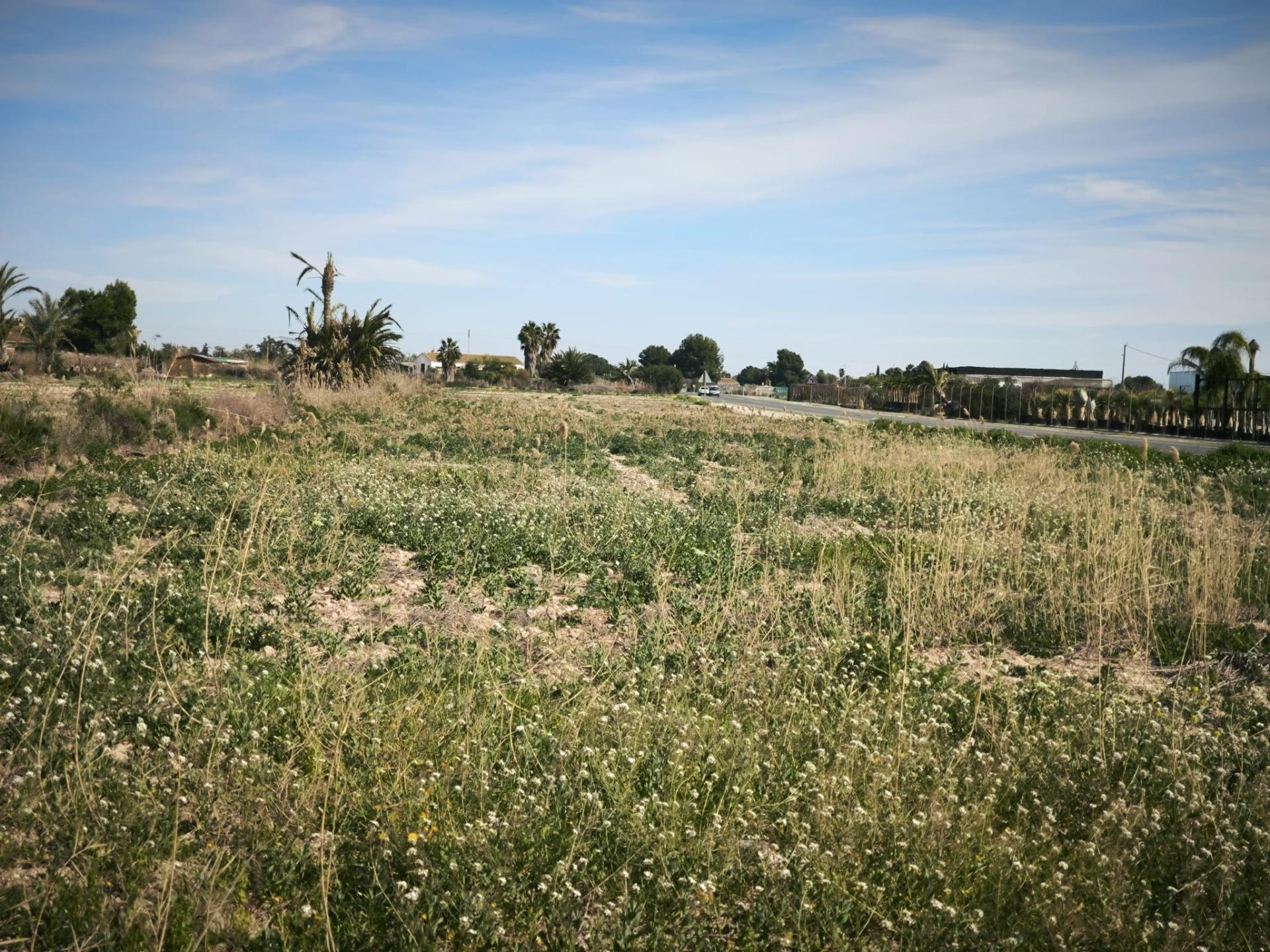 Fincas y solares-Venta-Elche-2107673-Foto-10