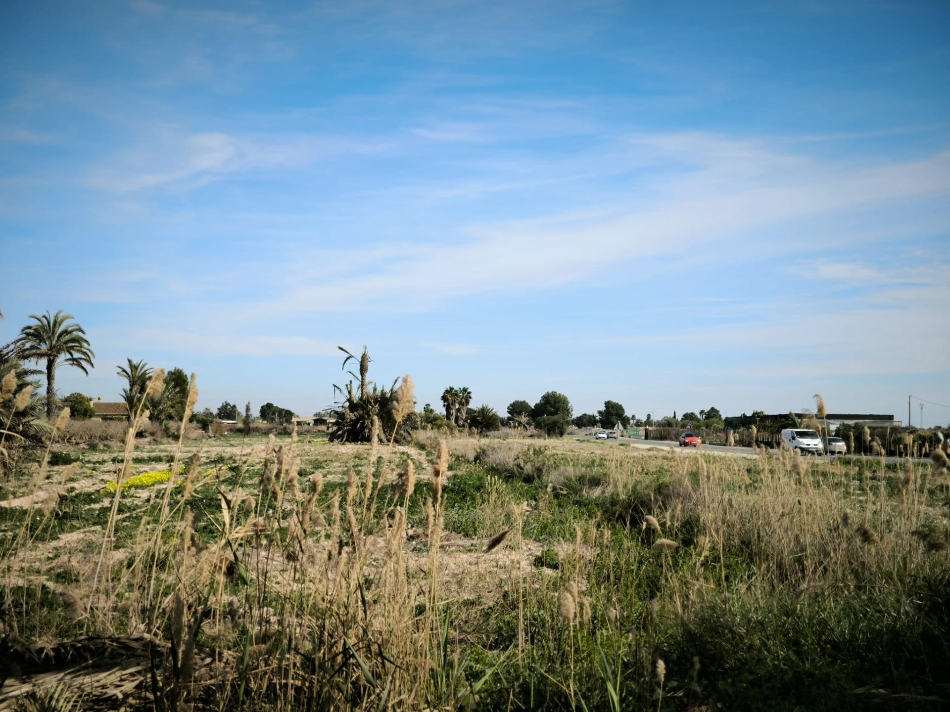 Fincas y solares-Venta-Elche-2107673-Foto-11