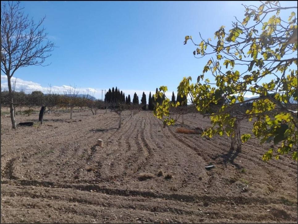 Pisos-Venta-El Bonillo-2153072-Foto-3