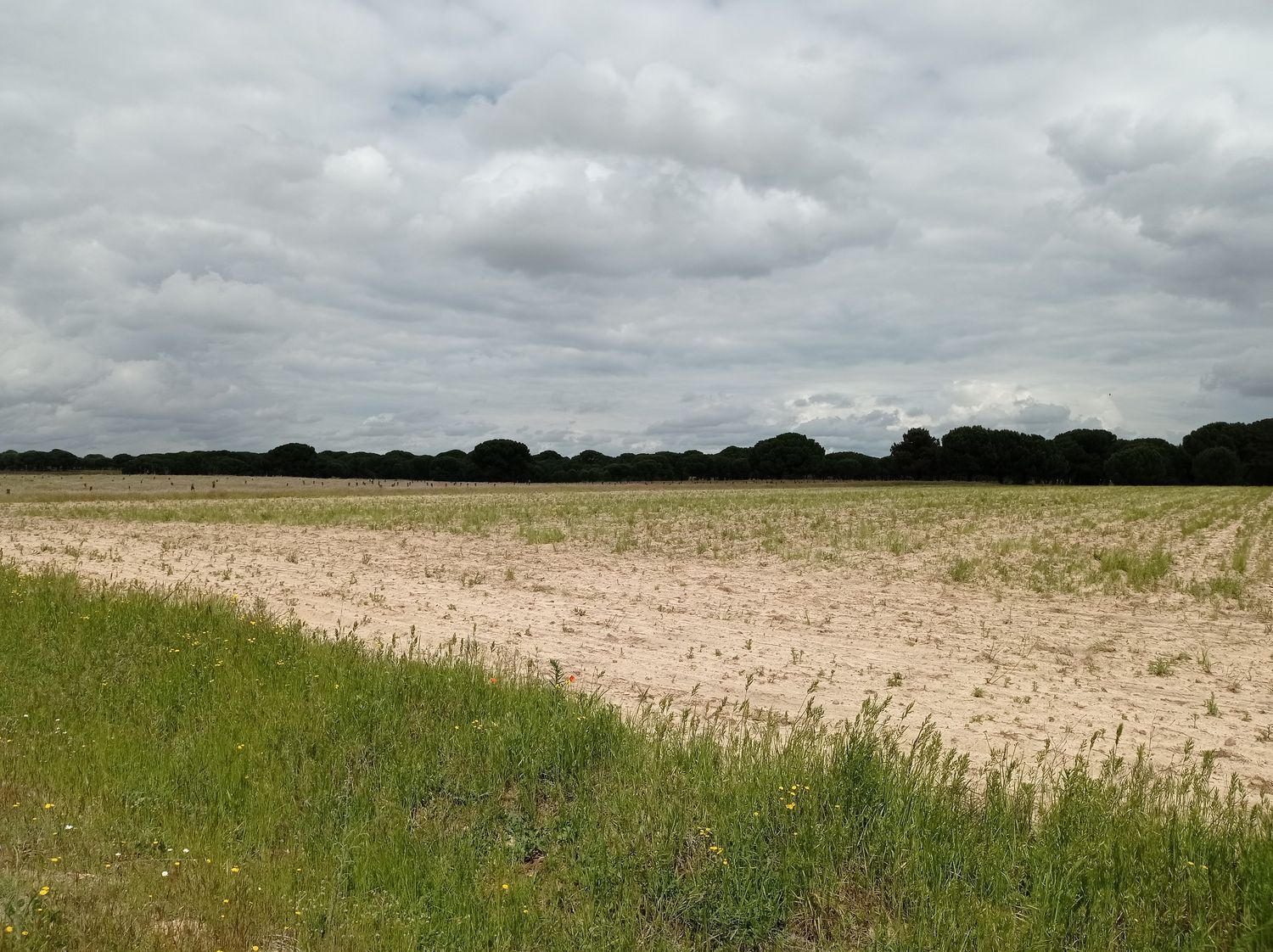 Fincas y solares-Venta-Matapozuelos-1743373