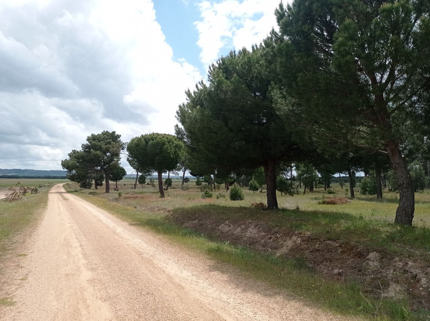 Fincas y solares-Venta-Matapozuelos-1743373-Foto-5