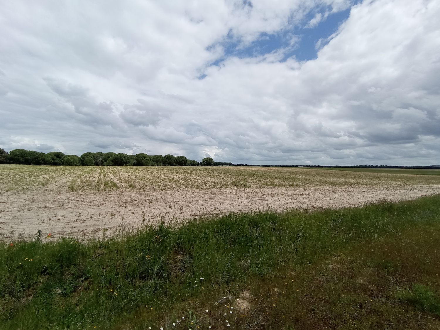 Fincas y solares-Venta-Matapozuelos-1743373-Foto-3