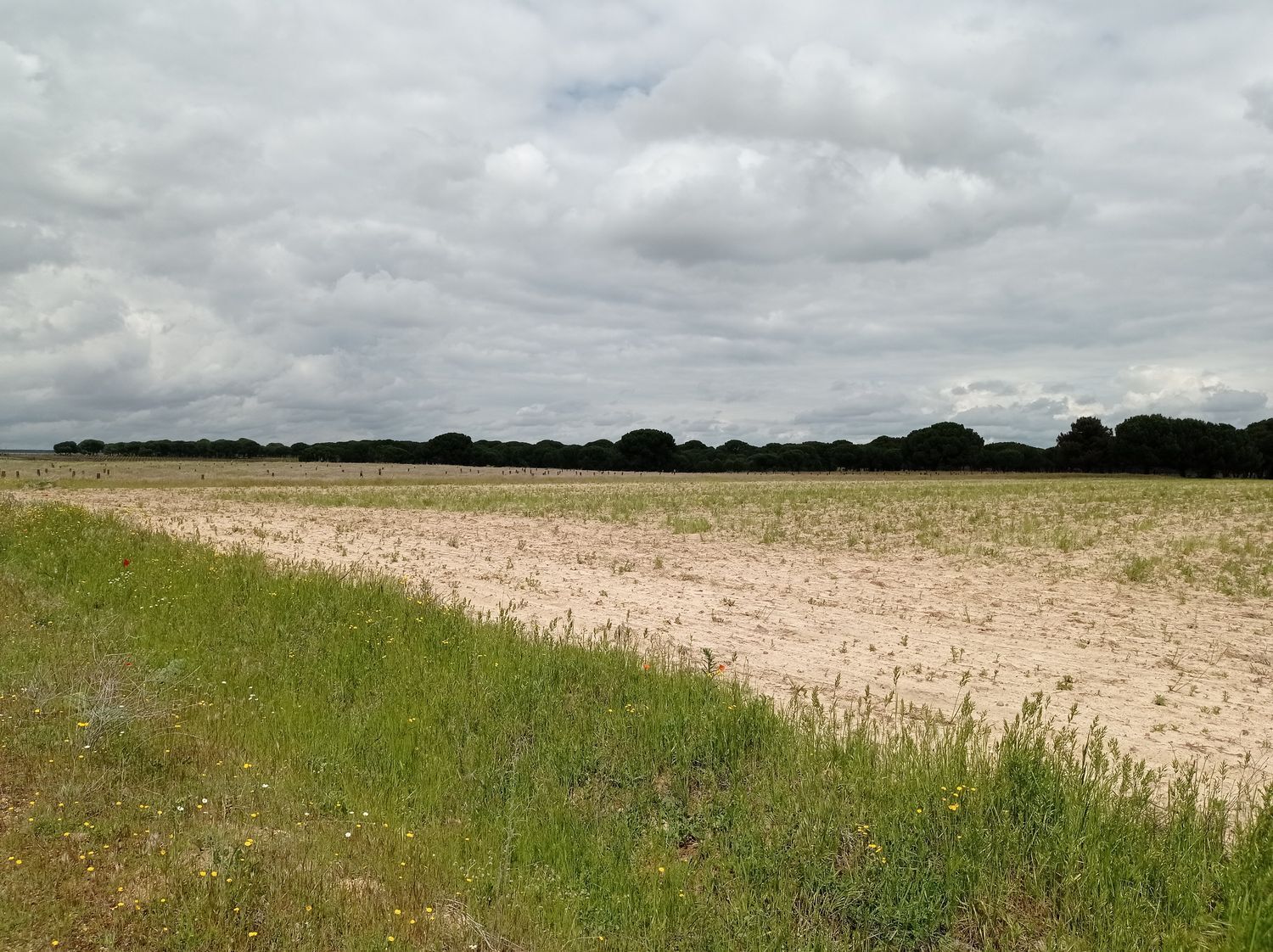 Fincas y solares-Venta-Matapozuelos-1743373-Foto-4