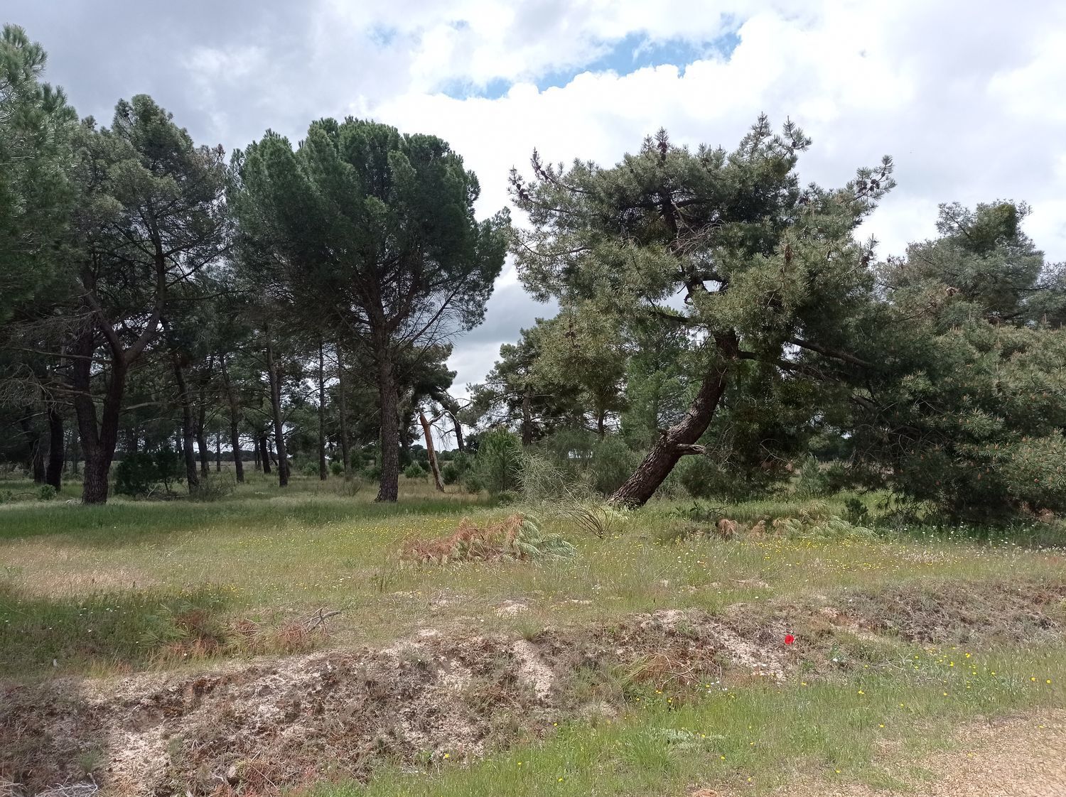 Fincas y solares-Venta-Matapozuelos-1743373-Foto-7