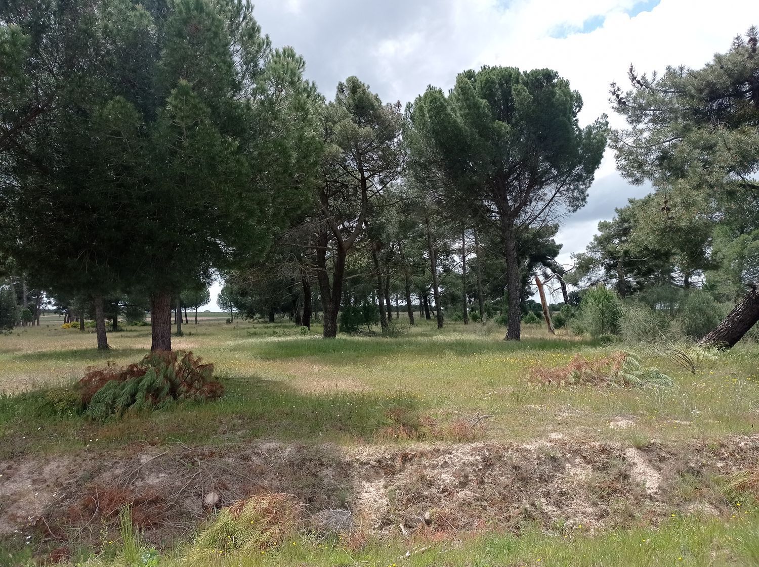 Fincas y solares-Venta-Matapozuelos-1743373-Foto-6