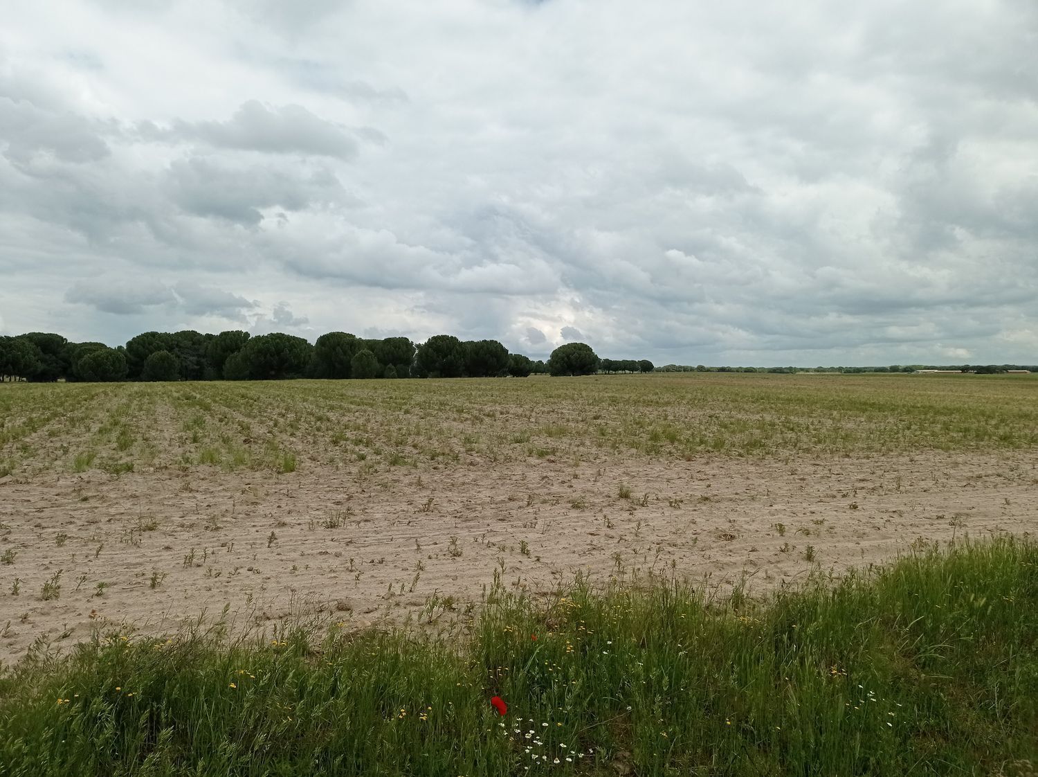 Fincas y solares-Venta-Matapozuelos-1743373-Foto-14